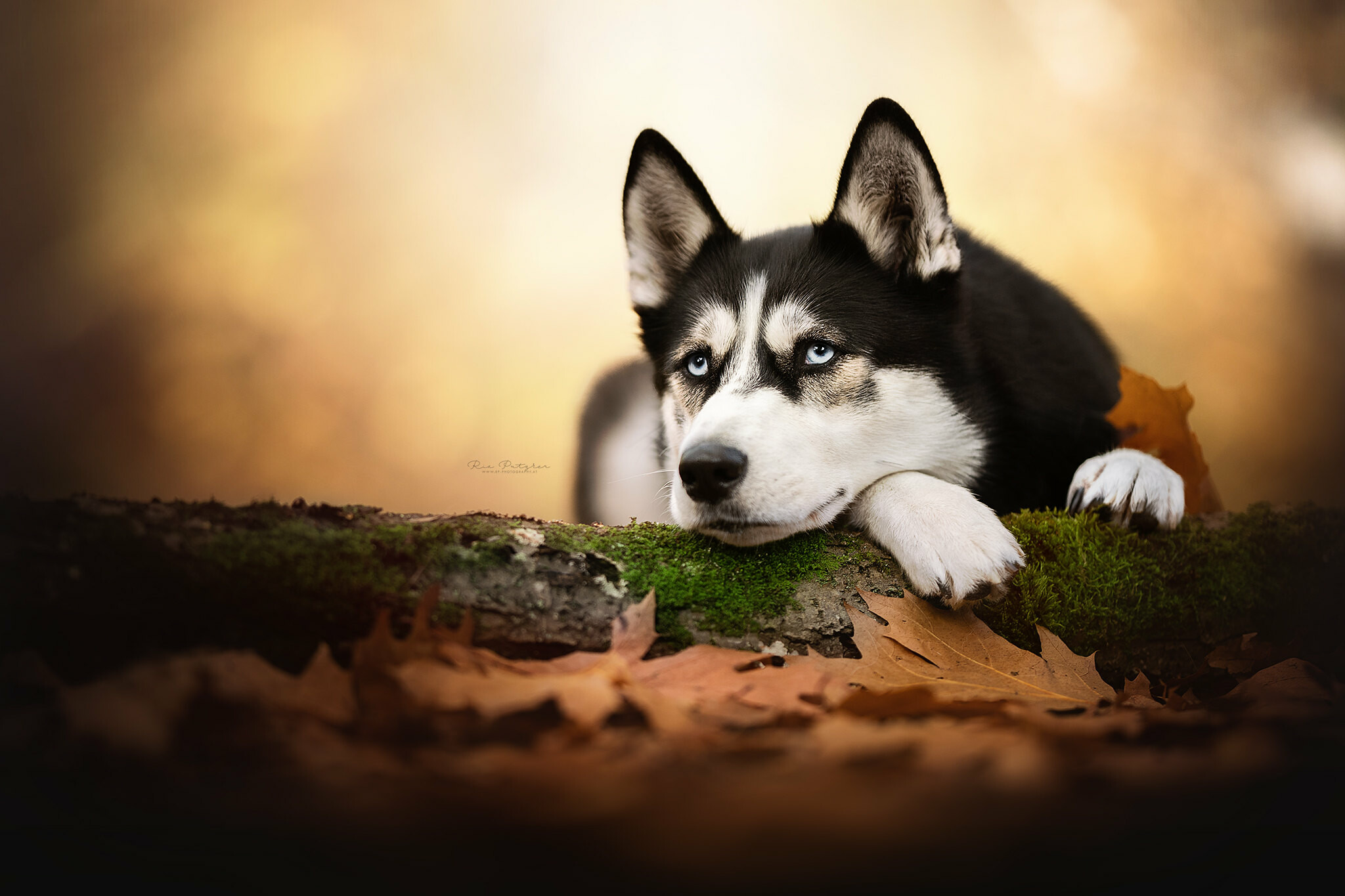 Siberian Husky: Blue eyes, Sled dog, Nature, Fall, Leaves, Paws. 2050x1370 HD Background.