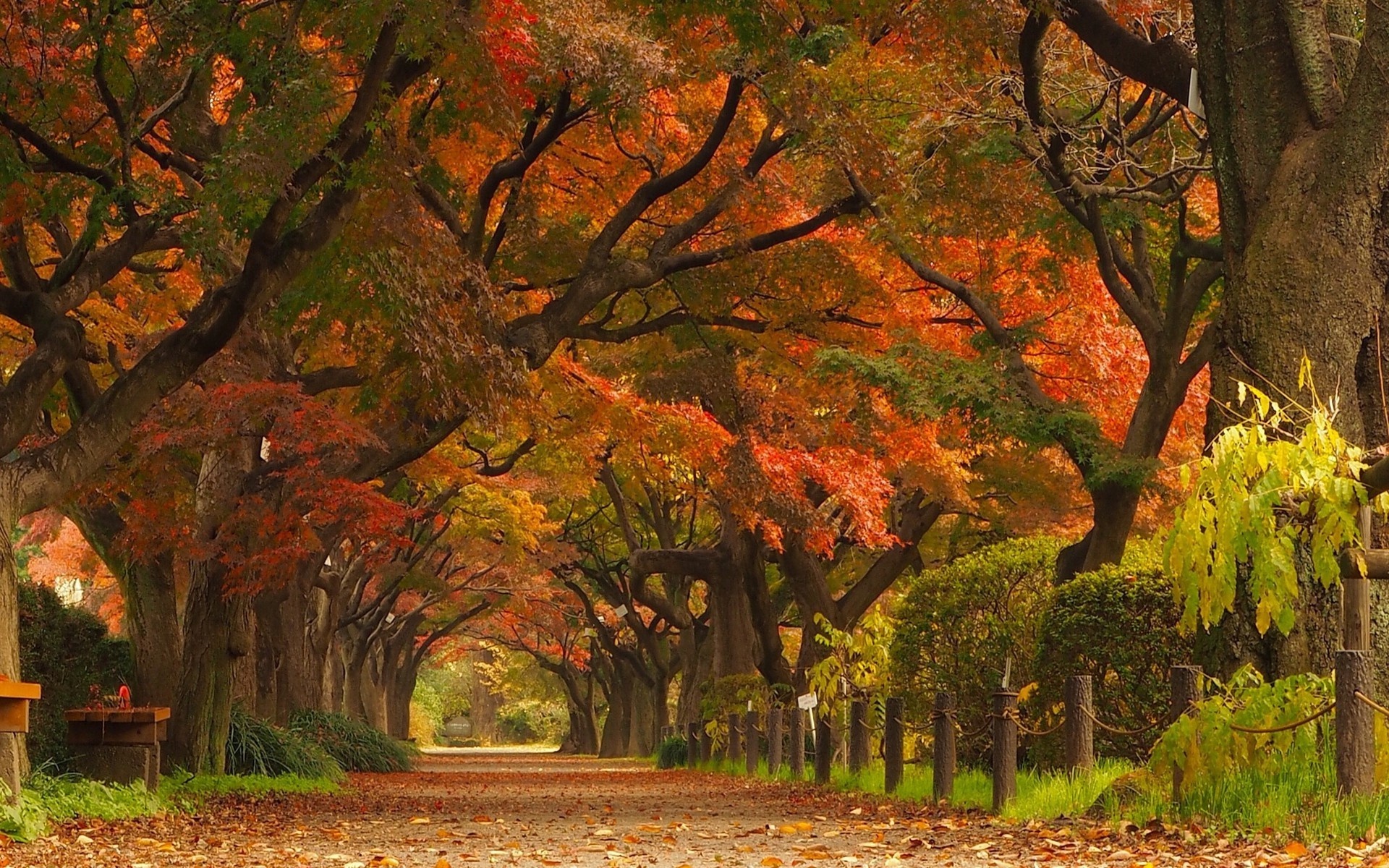 Japan landscape, Maple leaves, Nature's park, Scenic road, 1920x1200 HD Desktop