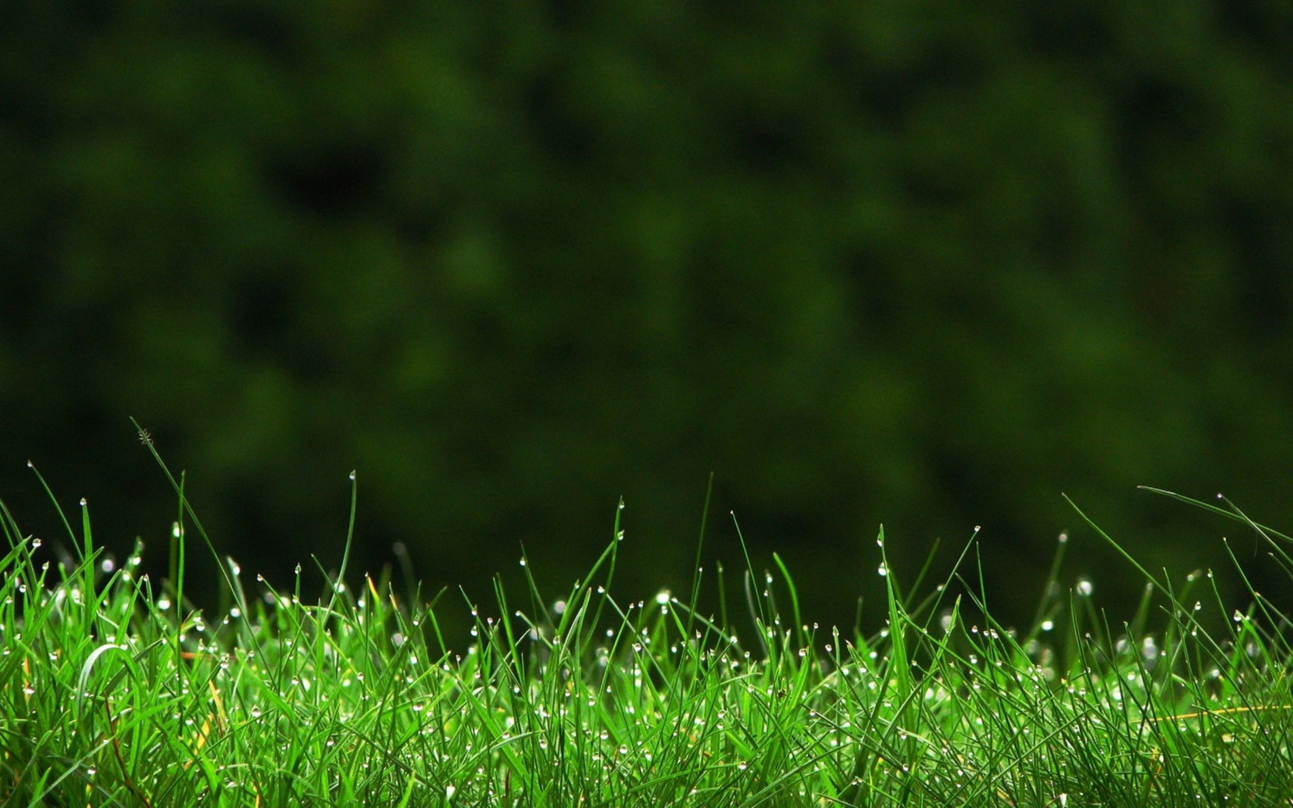Grass HD wallpapers, Vibrant greens, Natural textures, Sunny meadows, 2560x1600 HD Desktop