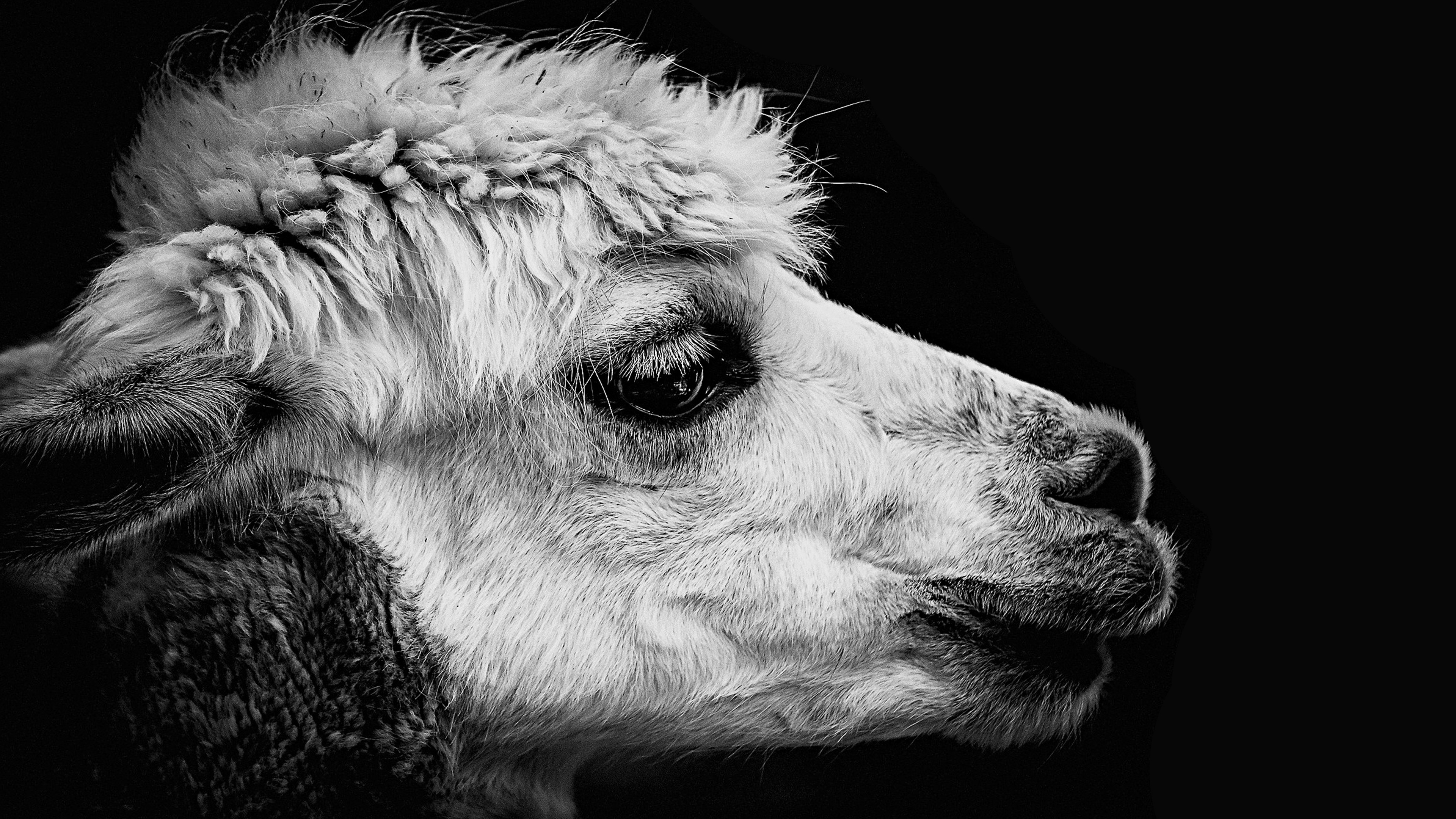 Striking black llama, High-definition wallpaper, Bold llama presence, Dazzling creature, 3840x2160 4K Desktop