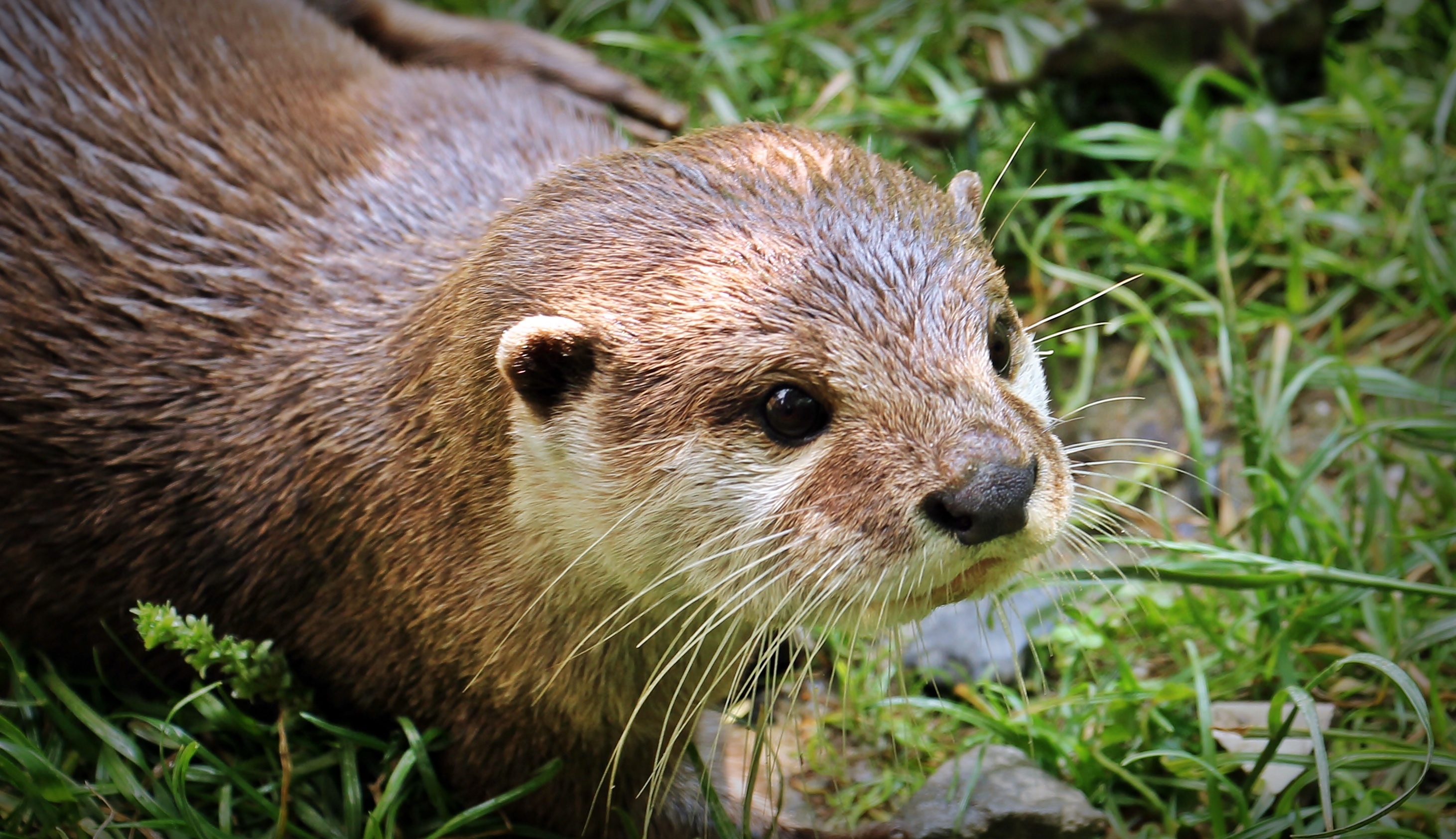 Wild otter, Jungle animal, Nature photography, Free download, 2930x1690 HD Desktop