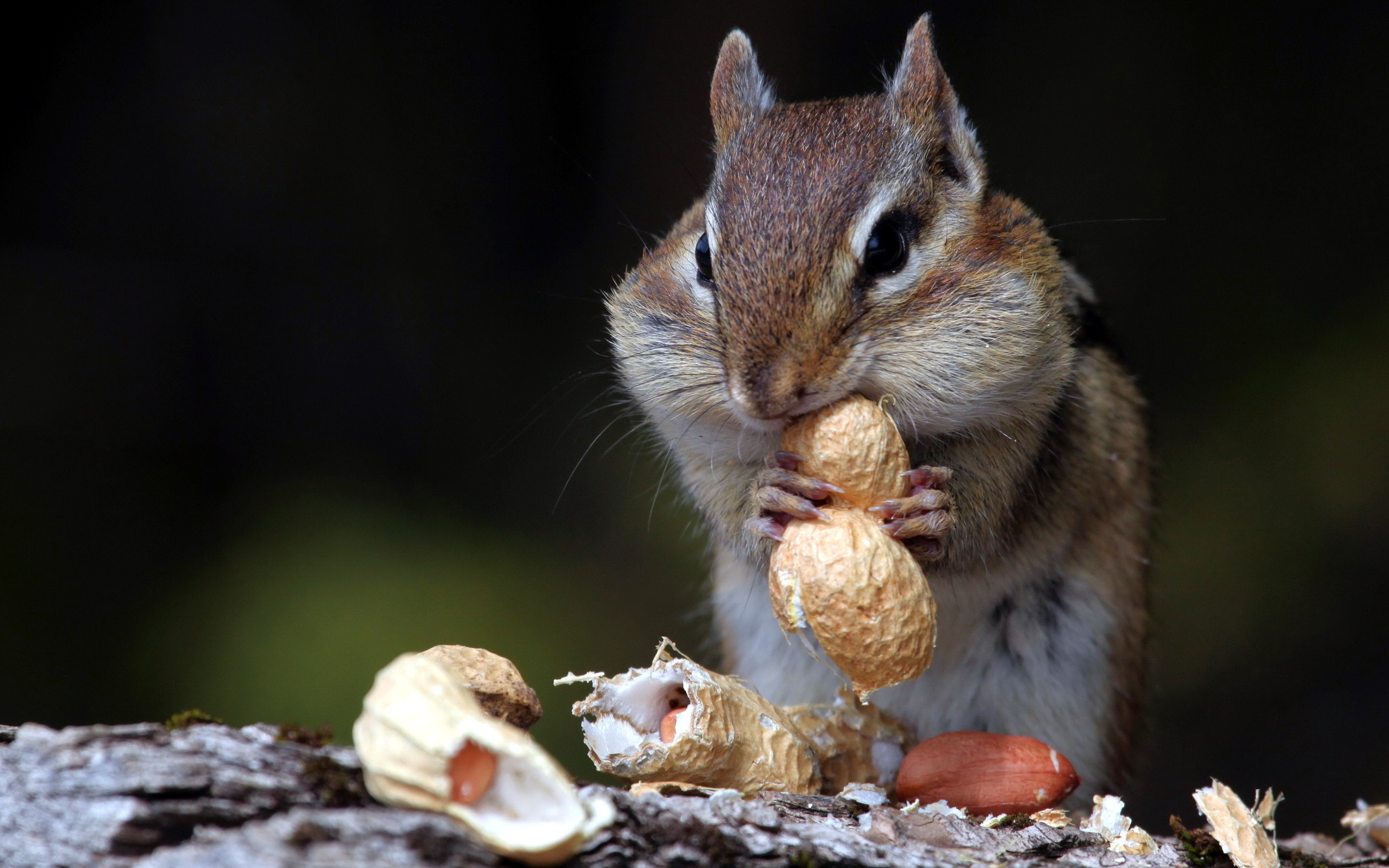 Chipmunk: The eastern species hibernates in the winter, while western do not. 2560x1600 HD Background.