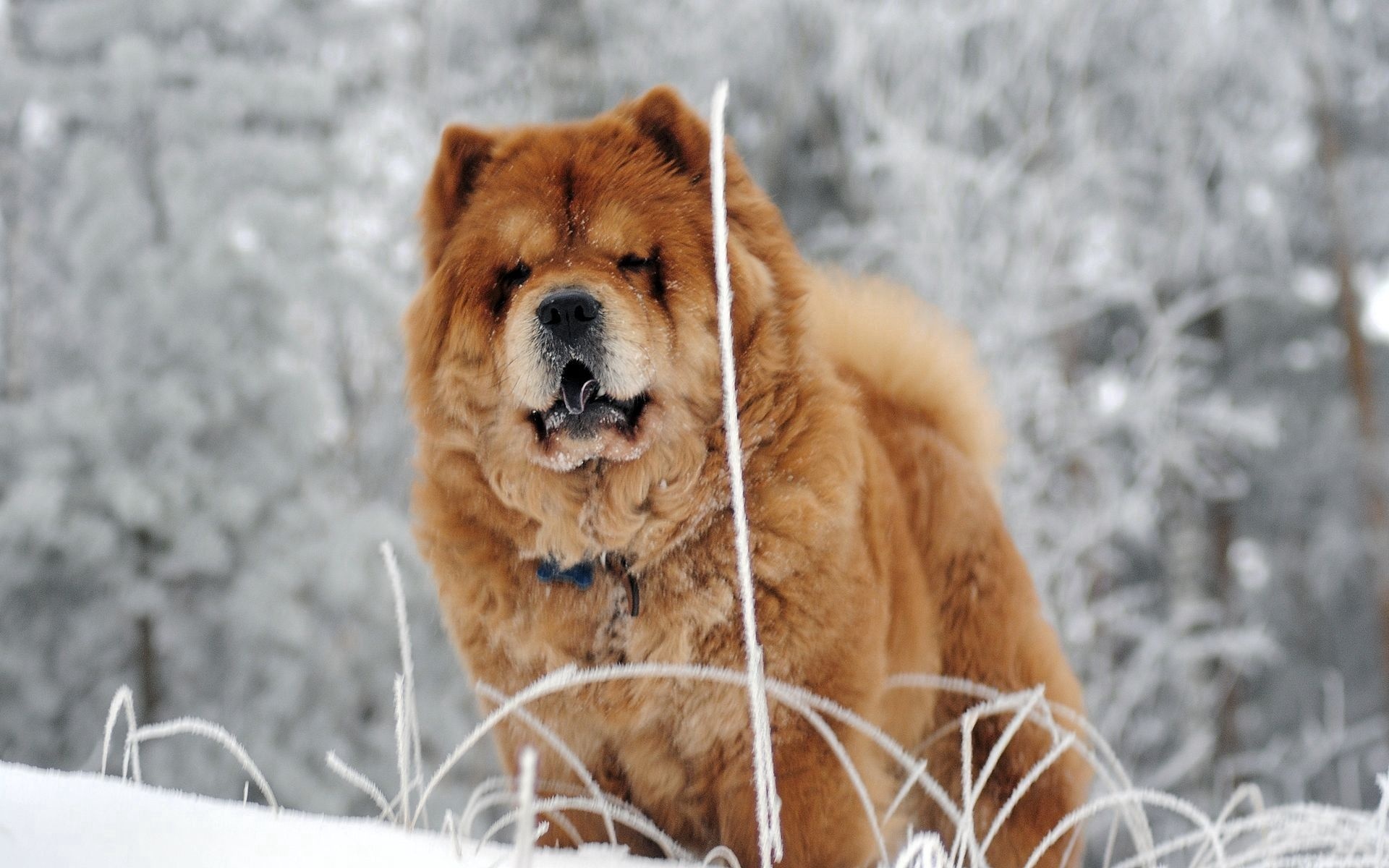 Chow Chow, Visual display, Captivating images, Beautiful dogs, 1920x1200 HD Desktop