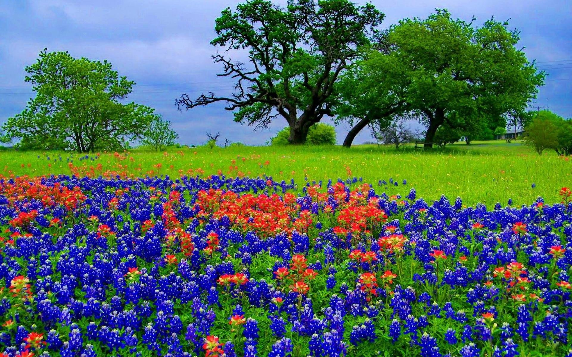 Bluebonnet, Nature, Beautiful blossoms, Vibrant colors, 1920x1200 HD Desktop