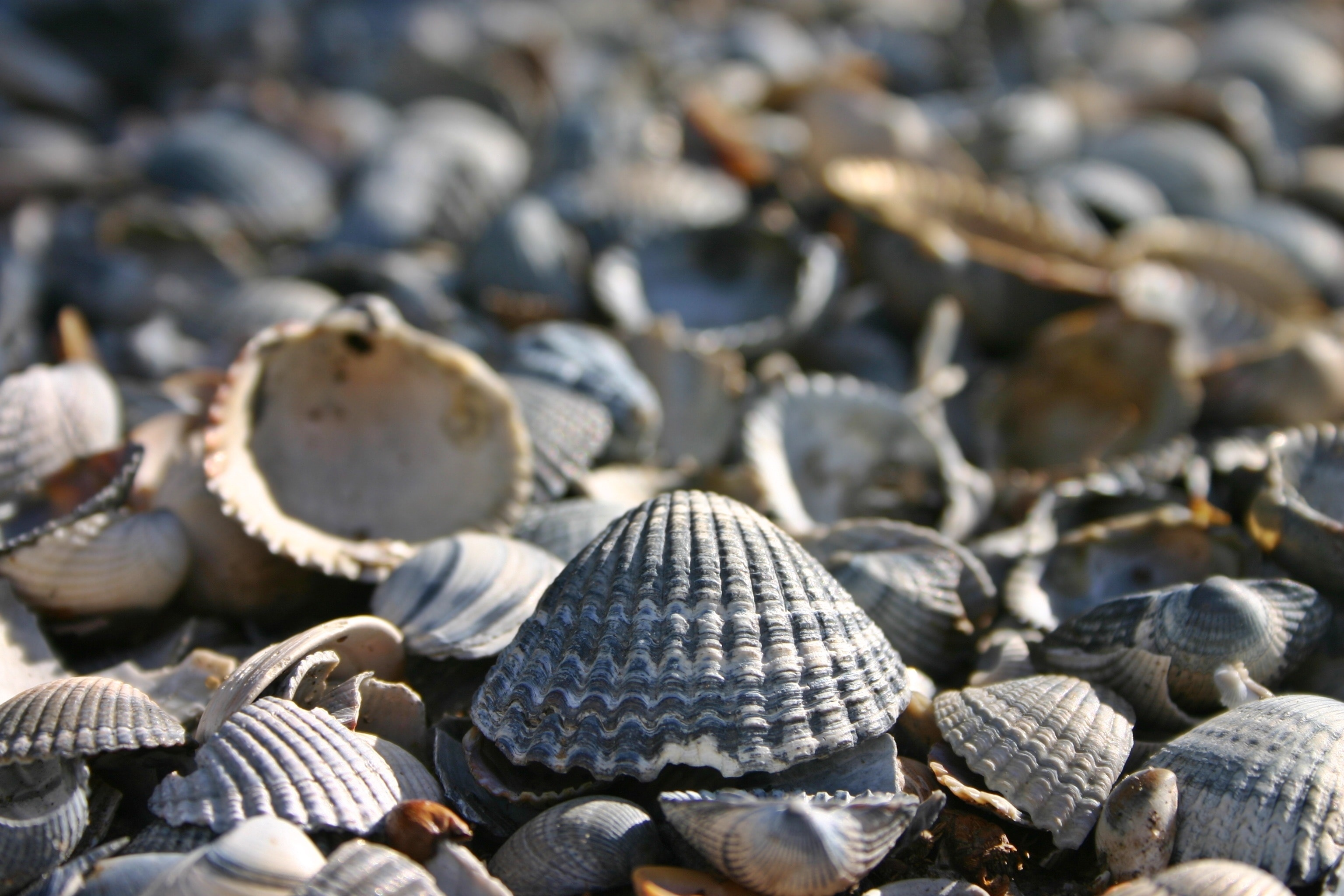 Sea Shell: Formed by the specialized cells in the mollusk mantle. 3080x2050 HD Background.