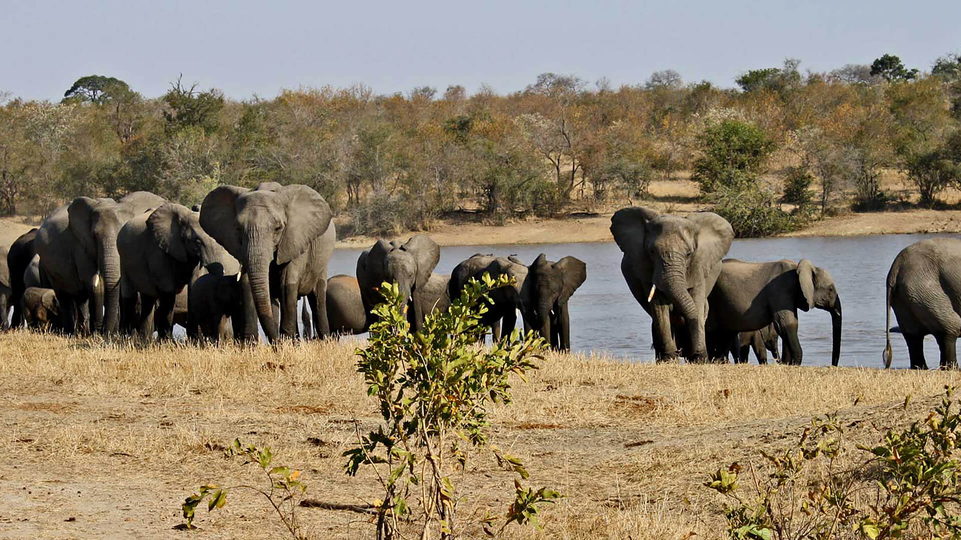 Kruger National Park, African wildlife, Safari adventures, Breathtaking landscapes, 1920x1080 Full HD Desktop