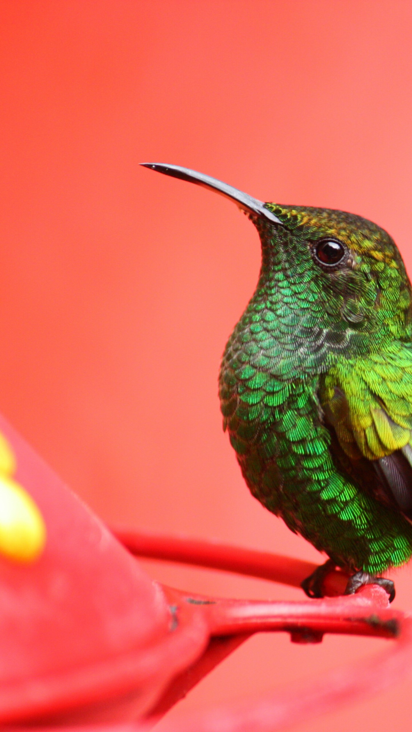 Bird: Warm-blooded vertebrate of the class Aves, Coppery-headed emerald. 1440x2560 HD Wallpaper.