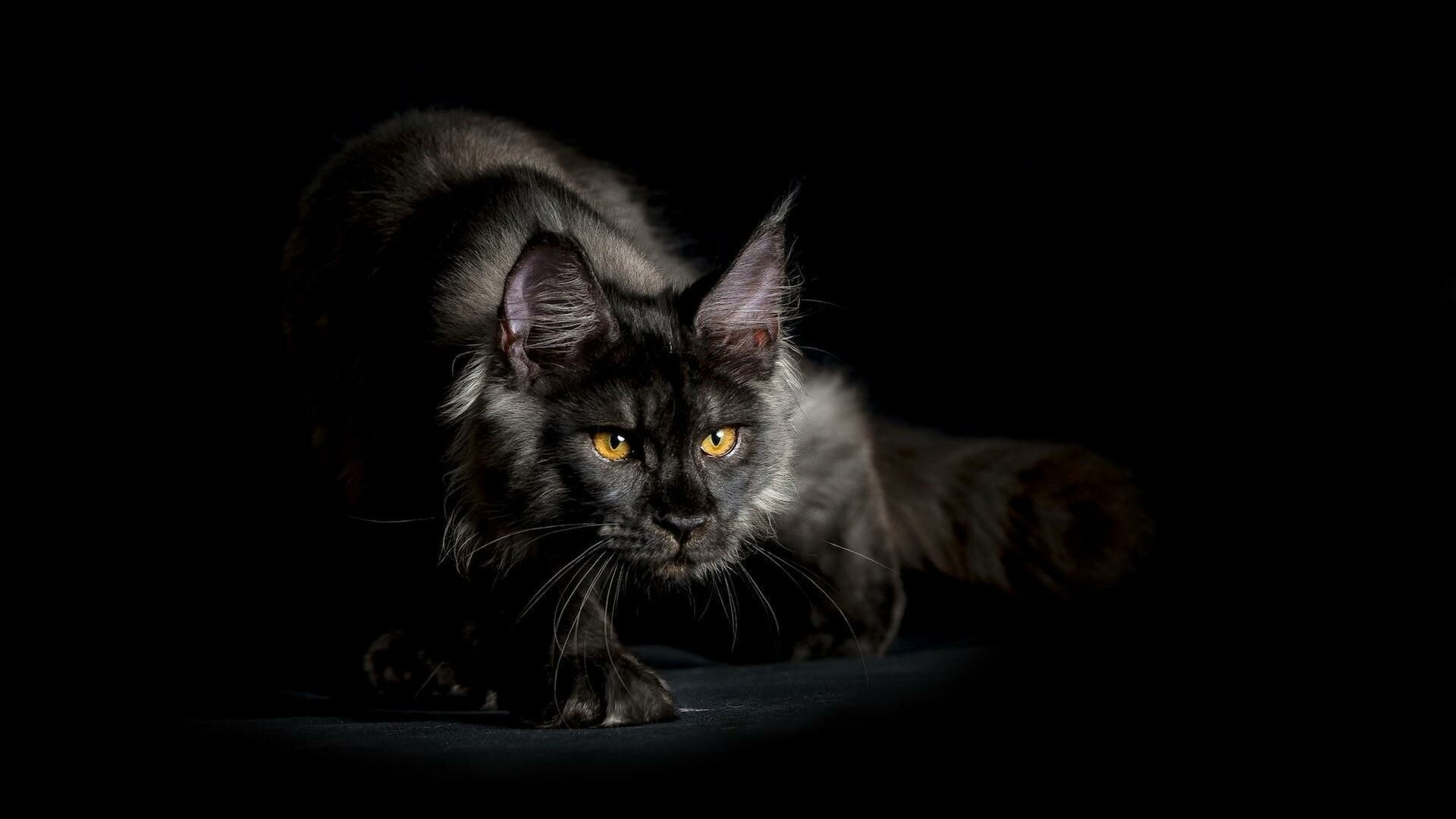 Maine Coon: A solid and rugged cat, as is fit for a working cat. 1920x1080 Full HD Wallpaper.