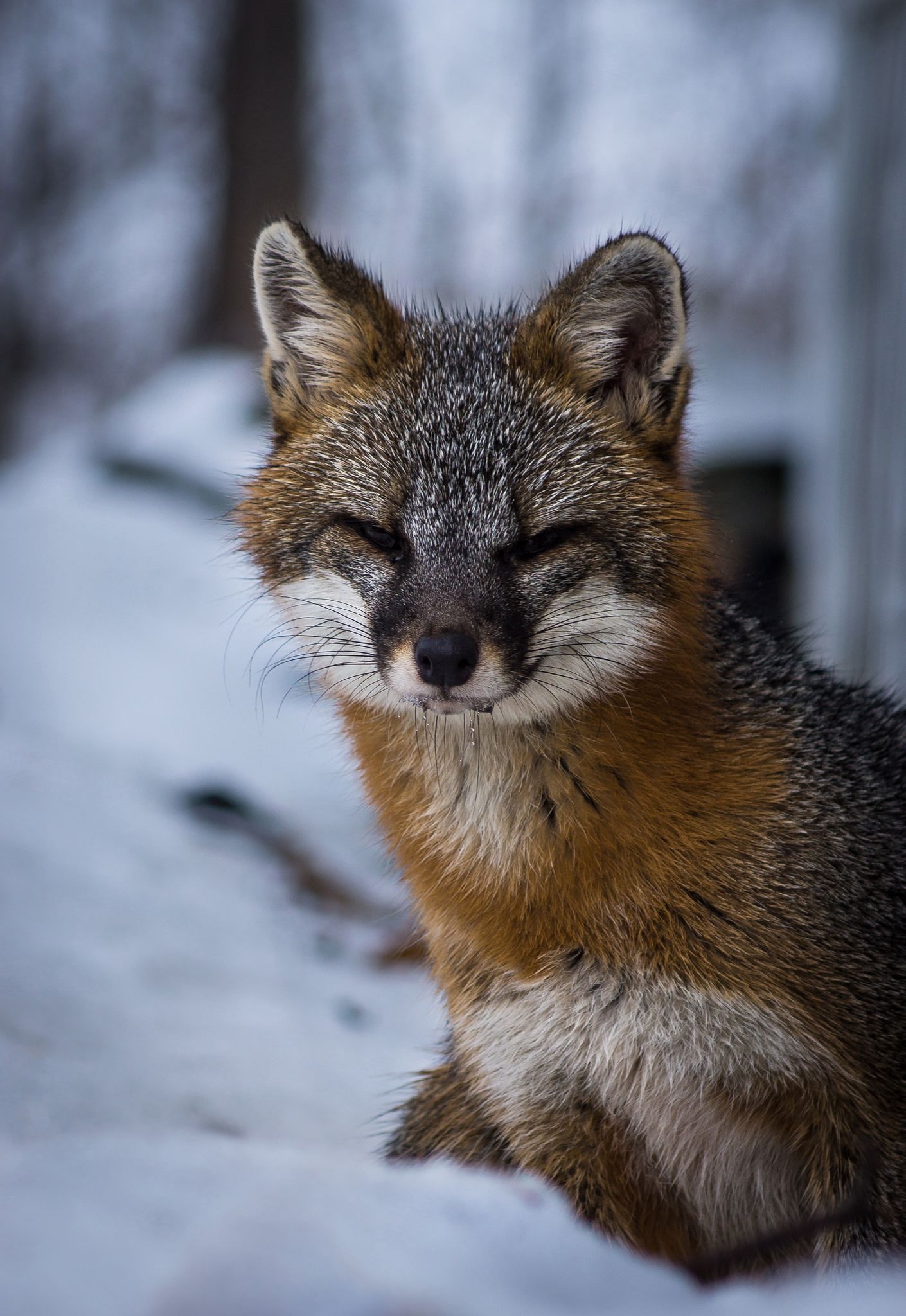 Gray Fox: A mammal found from southern Canada to northern Columbia and Venezuela, A solitary hunter. 1410x2050 HD Wallpaper.