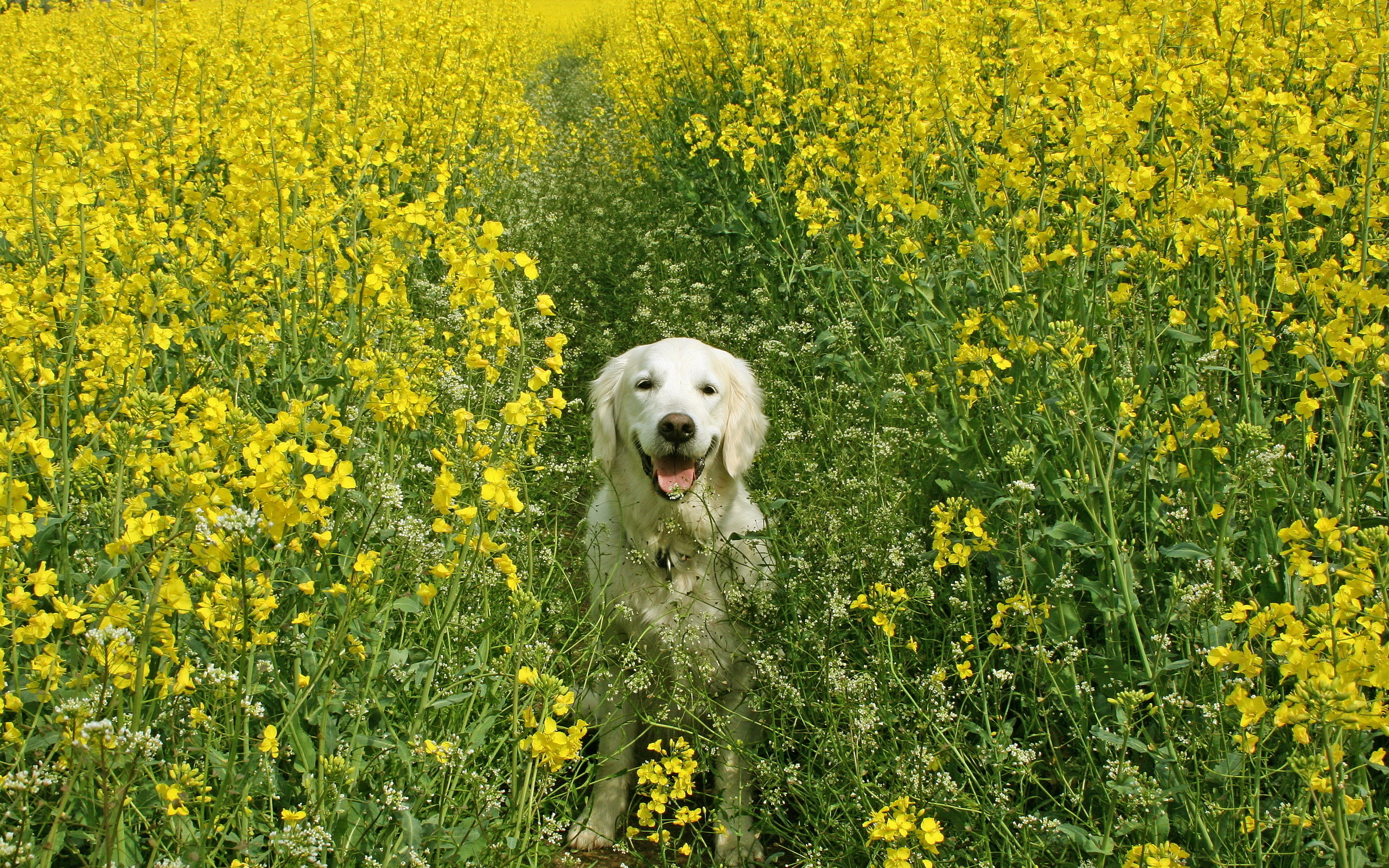Aidi dog, Spring season, Cheerful wallpaper, 2560x1600 HD Desktop