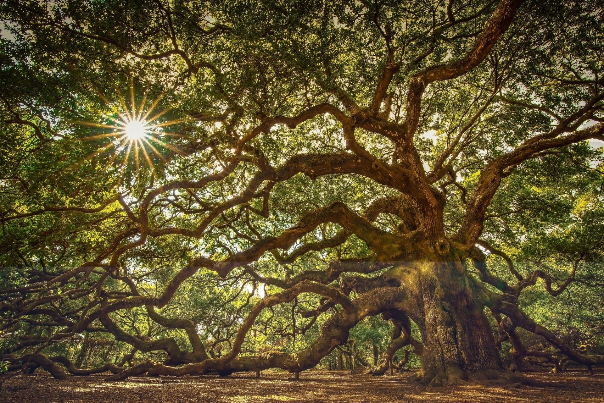 Oak Tree, Angel oak tree, HD wallpapers, Majestic beauty, 1920x1290 HD Desktop