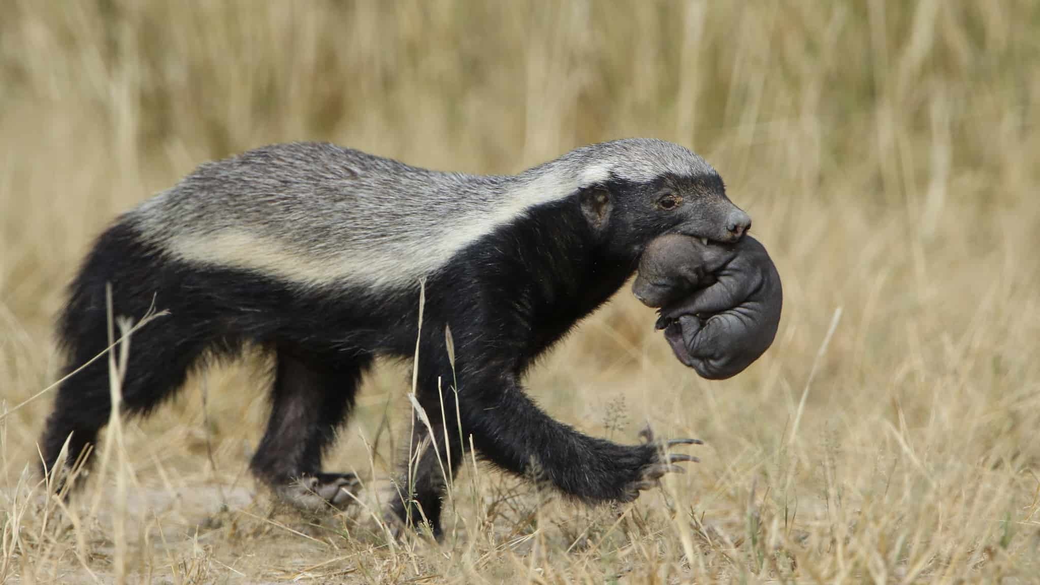 Fearless honey badger, Incredible animal facts, New York Times feature, 2050x1160 HD Desktop