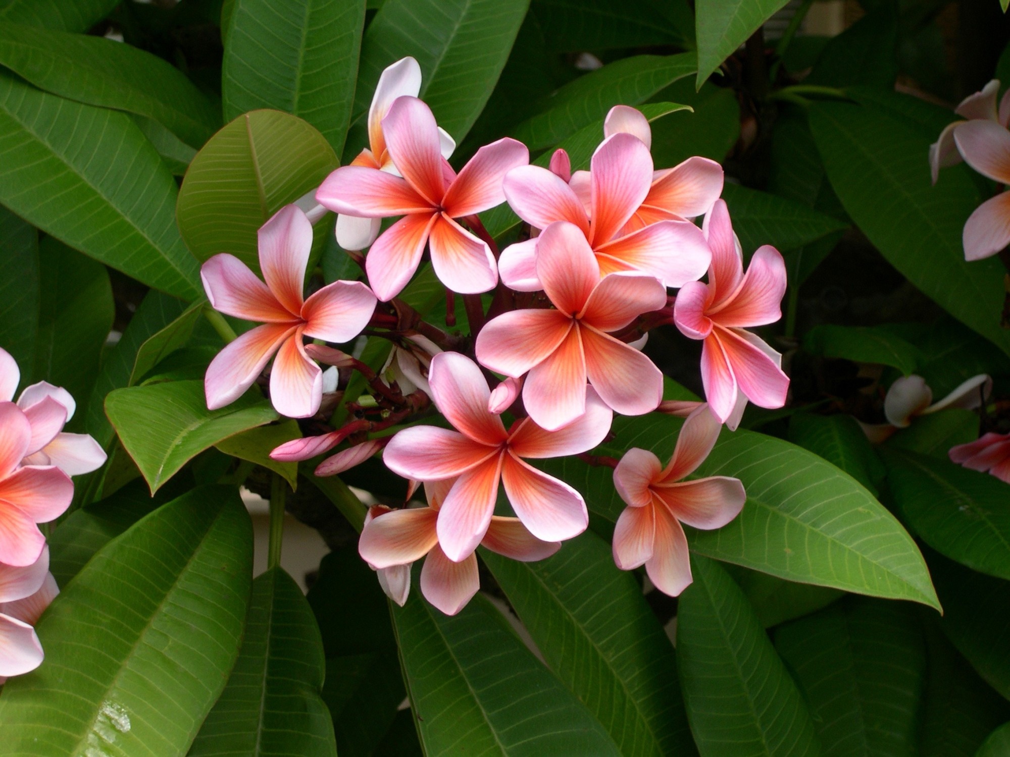 Hawaiian flower, Spiritual symbolism, Divine meanings, Nature's sacred gift, 2000x1500 HD Desktop
