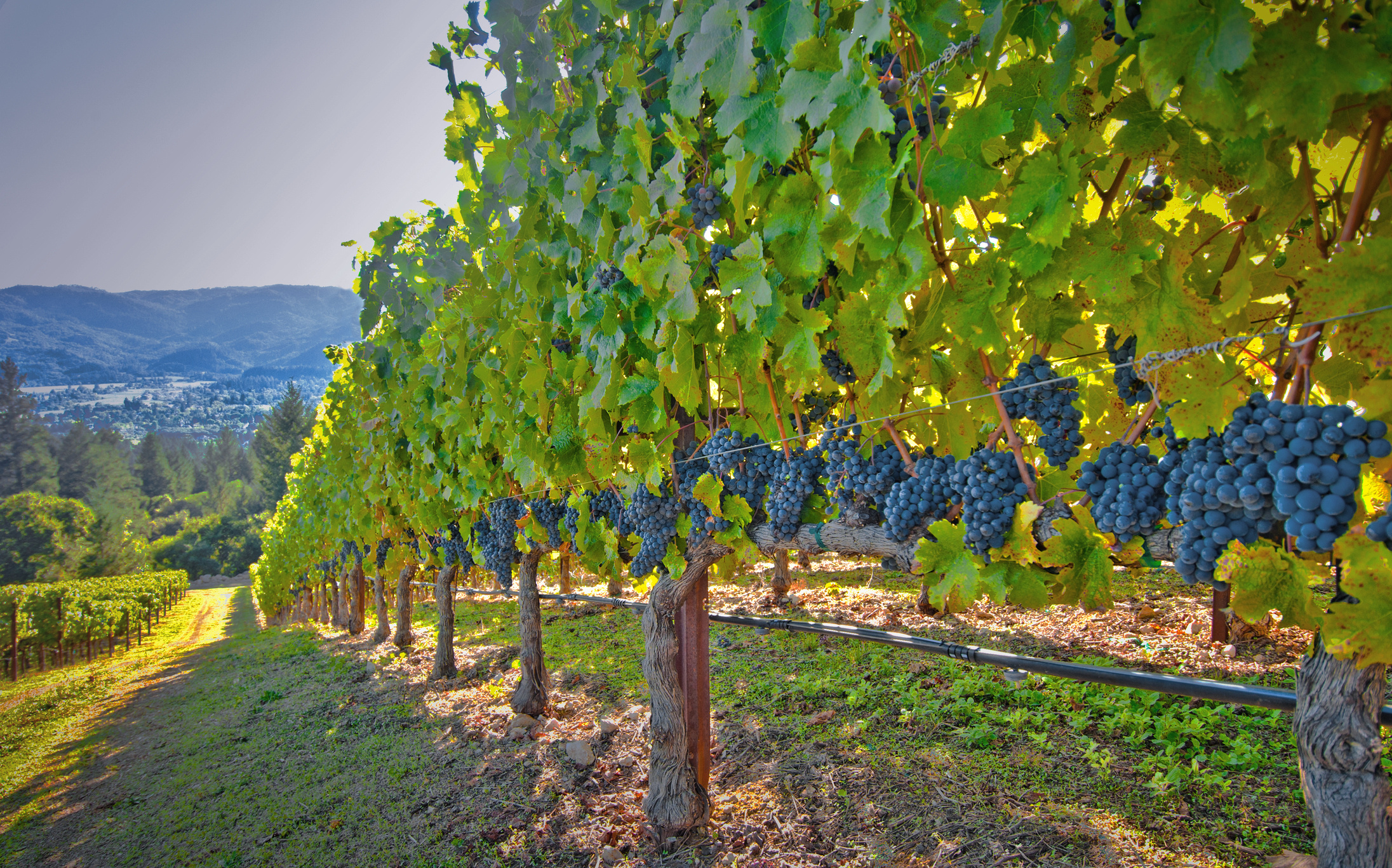 Best wineries in Napa Valley, Wine tour, Wine lovers, Must-visit spots, 2200x1370 HD Desktop
