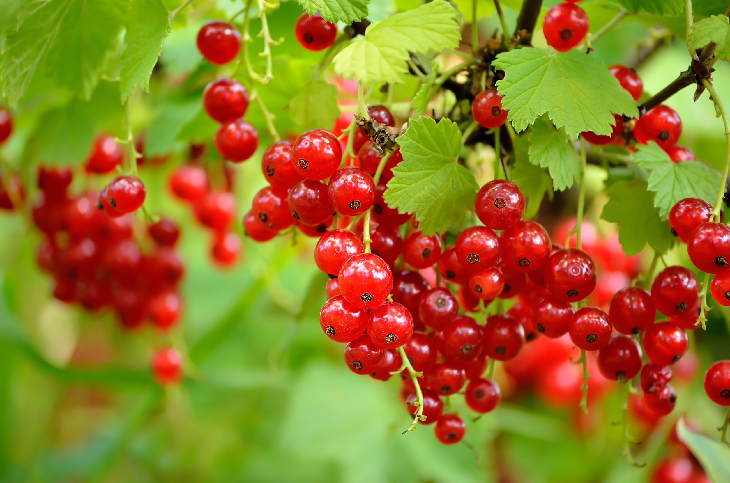 Delicious currants, Burst of flavor, Perfect for recipes, Sweet and tart, 2510x1660 HD Desktop