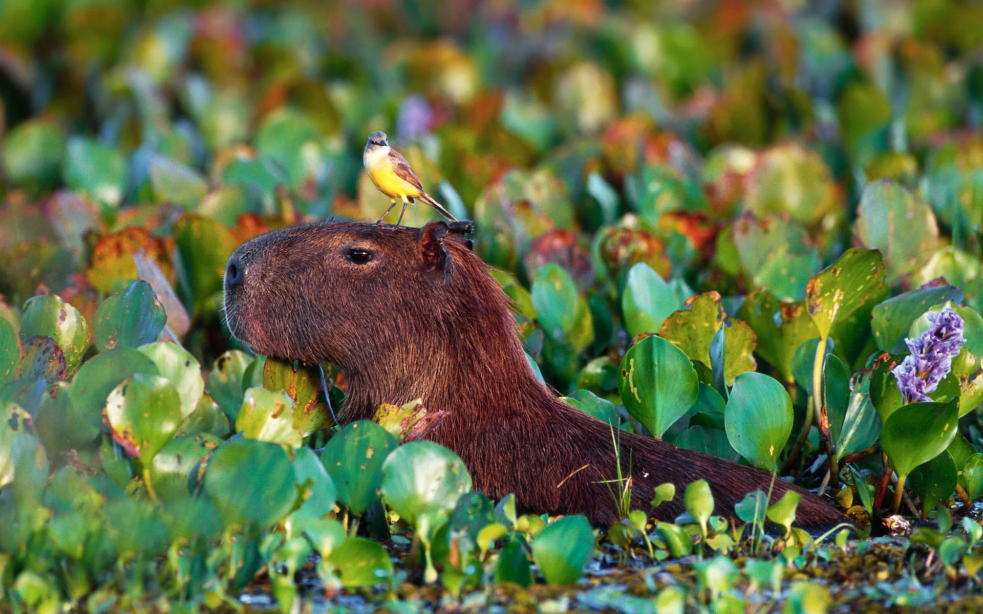 Cute capybara, Adorable animals, Capybara wallpapers, Zoey simpson, 1920x1200 HD Desktop