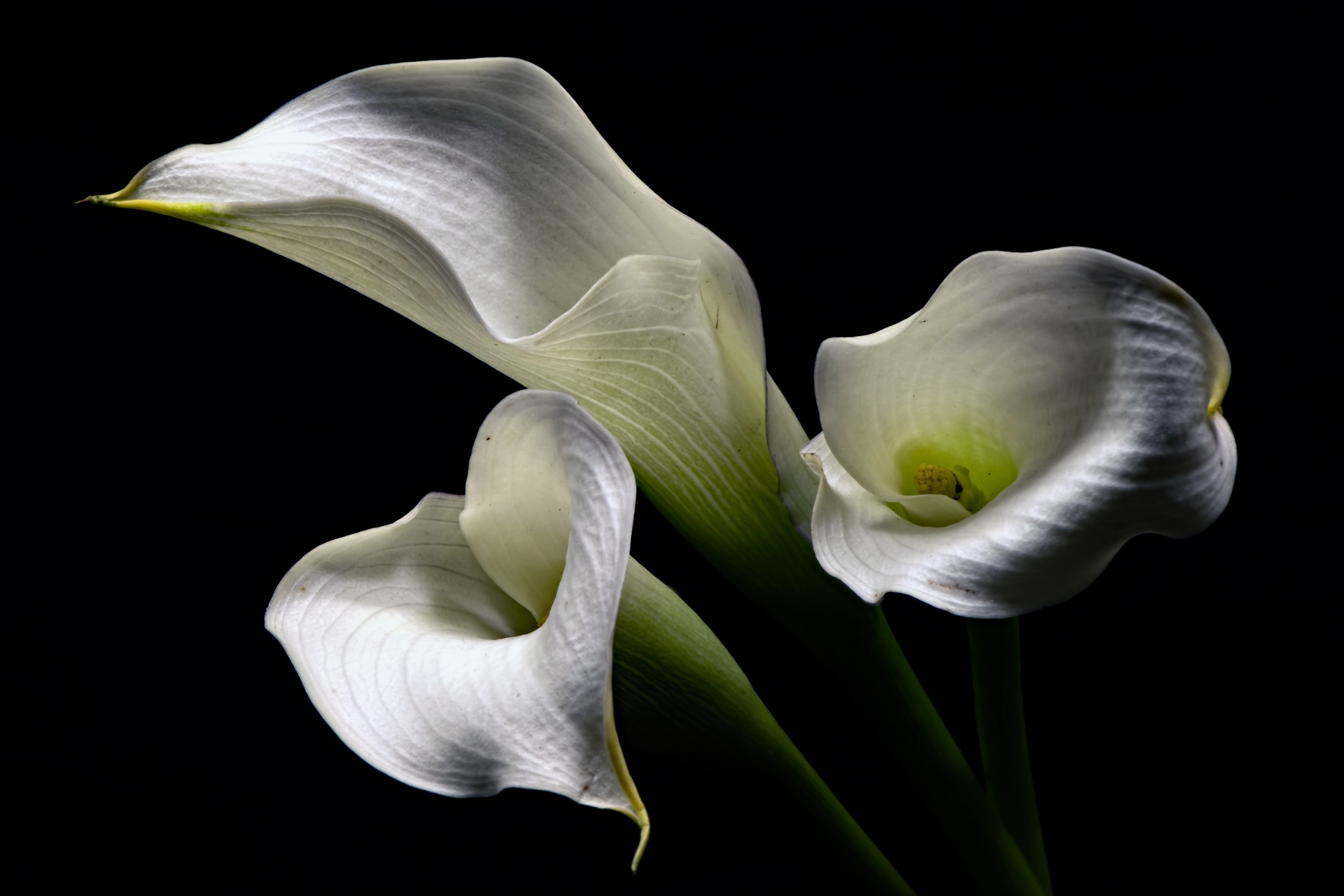 Calla Lily: A genus of eight species of herbaceous, perennial, flowering plants in the family Araceae. 2560x1710 HD Wallpaper.