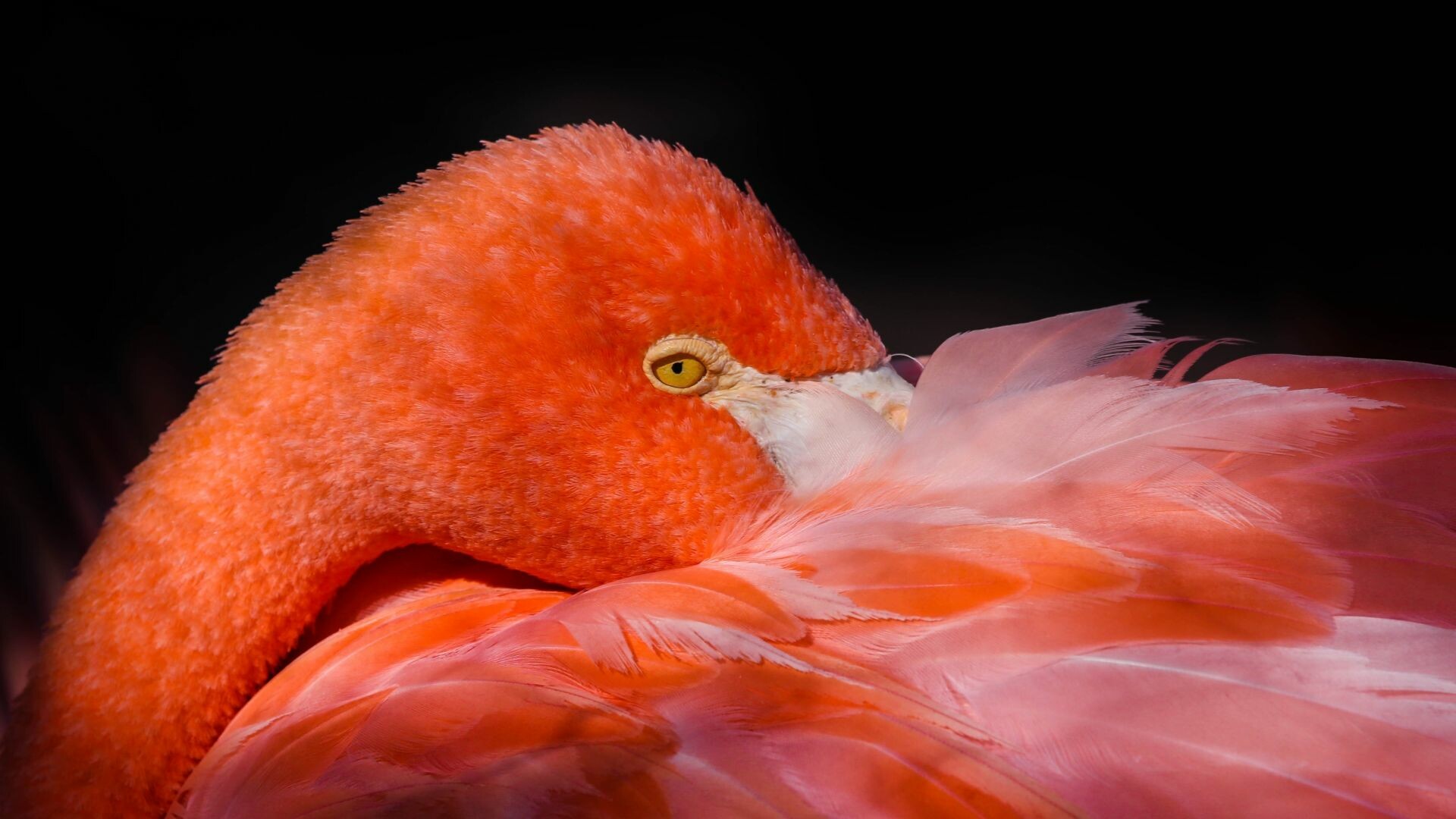 Flamingo: Phoenicopterus, Have vibrant pink feathers, long and slender legs. 1920x1080 Full HD Wallpaper.