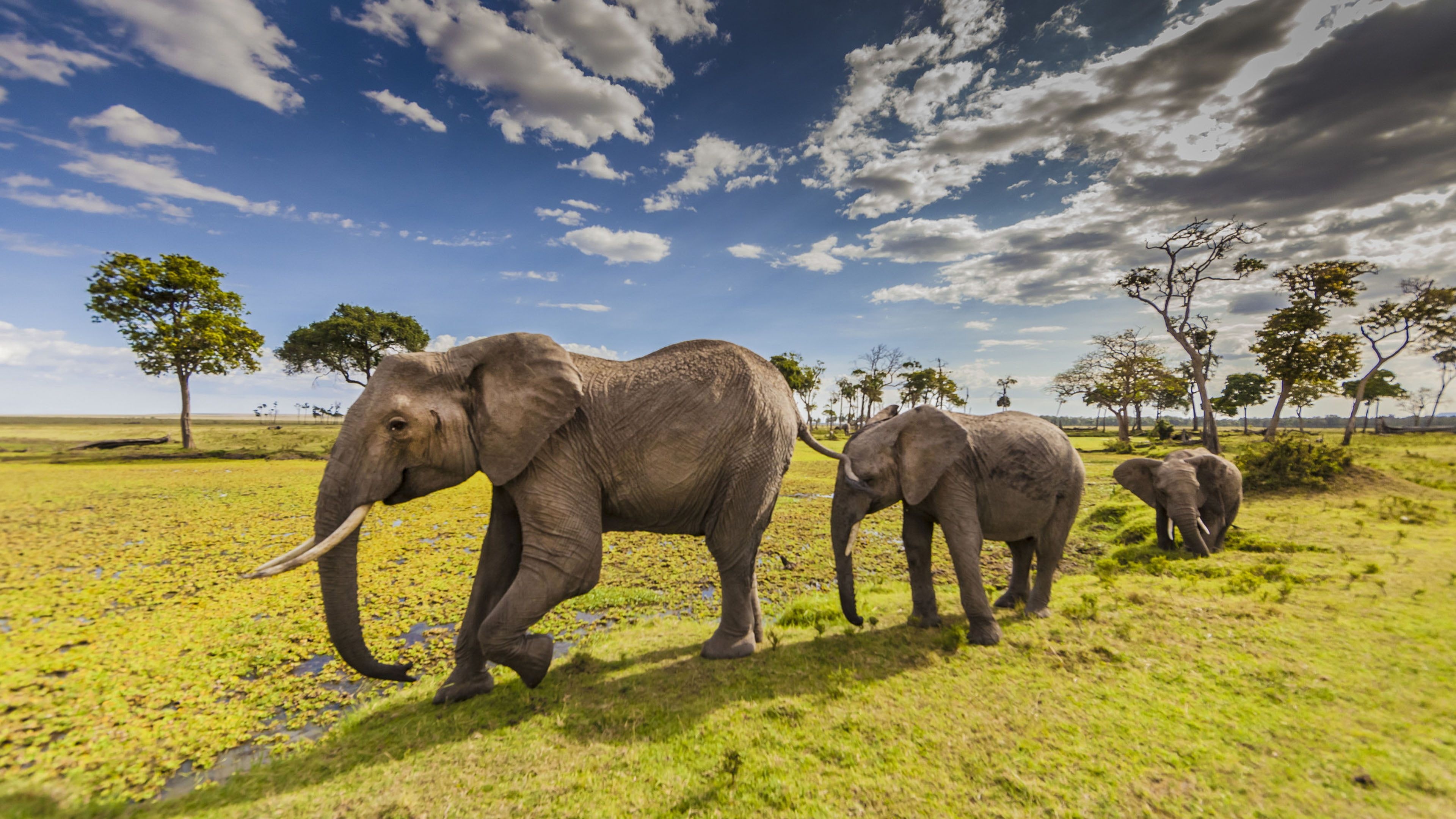 Elefanten im Maasai Mara Park, 3840x2160 4K Desktop