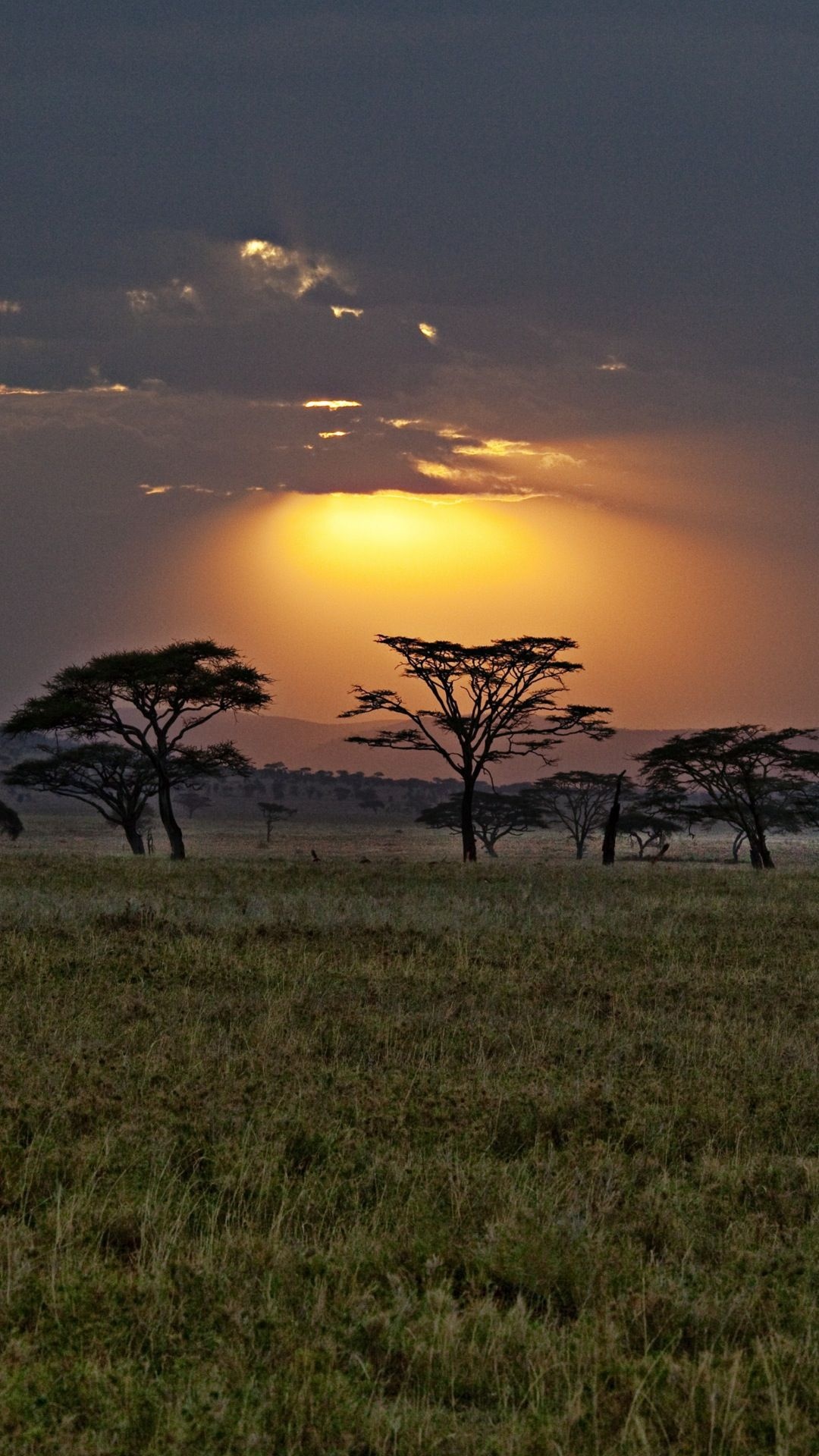 Africa, Sunset landscape, Tree wallpaper, iPhone, 1080x1920 Full HD Handy