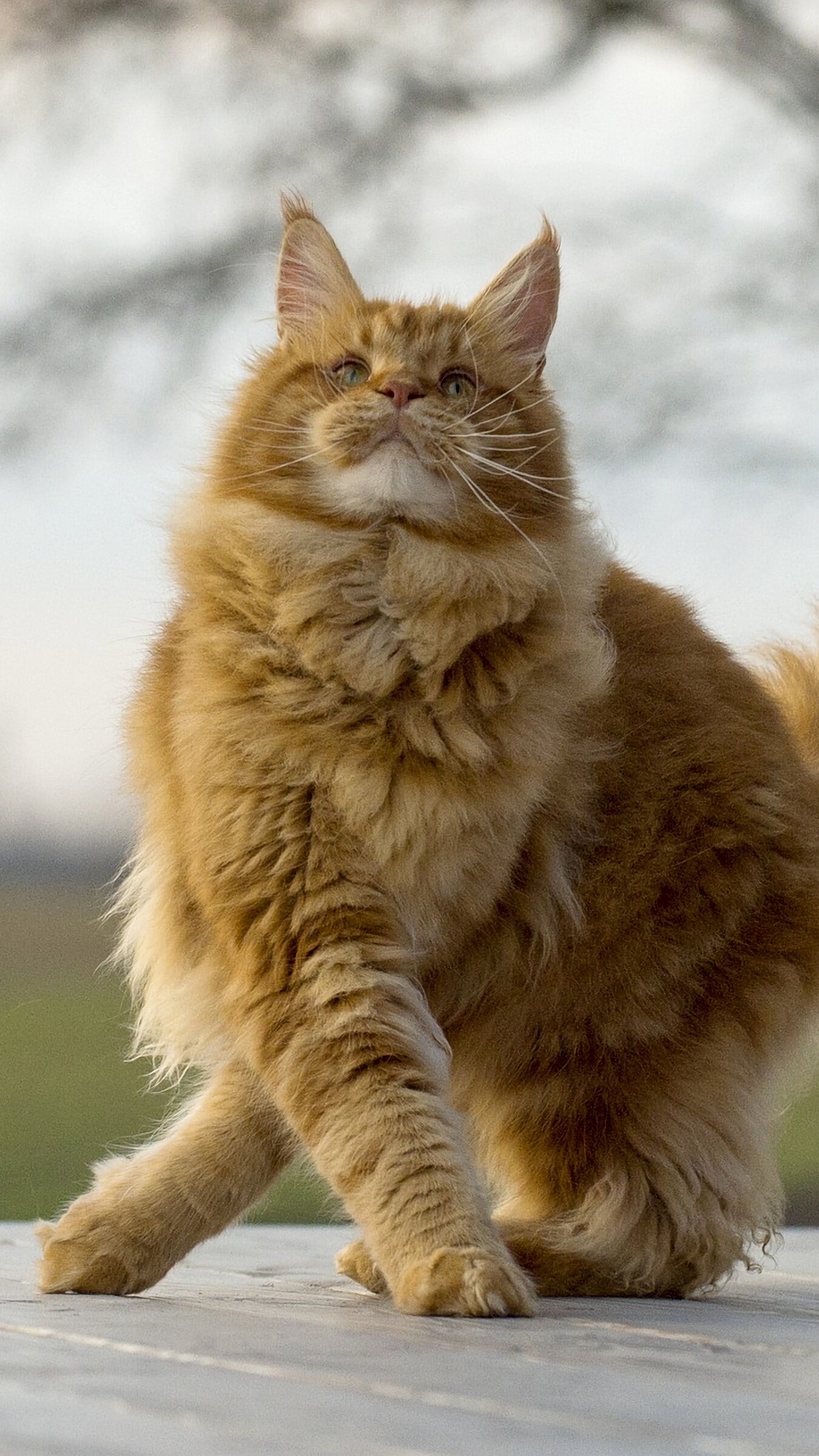 Maine Coon: A long- or medium-haired cat, Terrestrial animal. 1350x2400 HD Wallpaper.