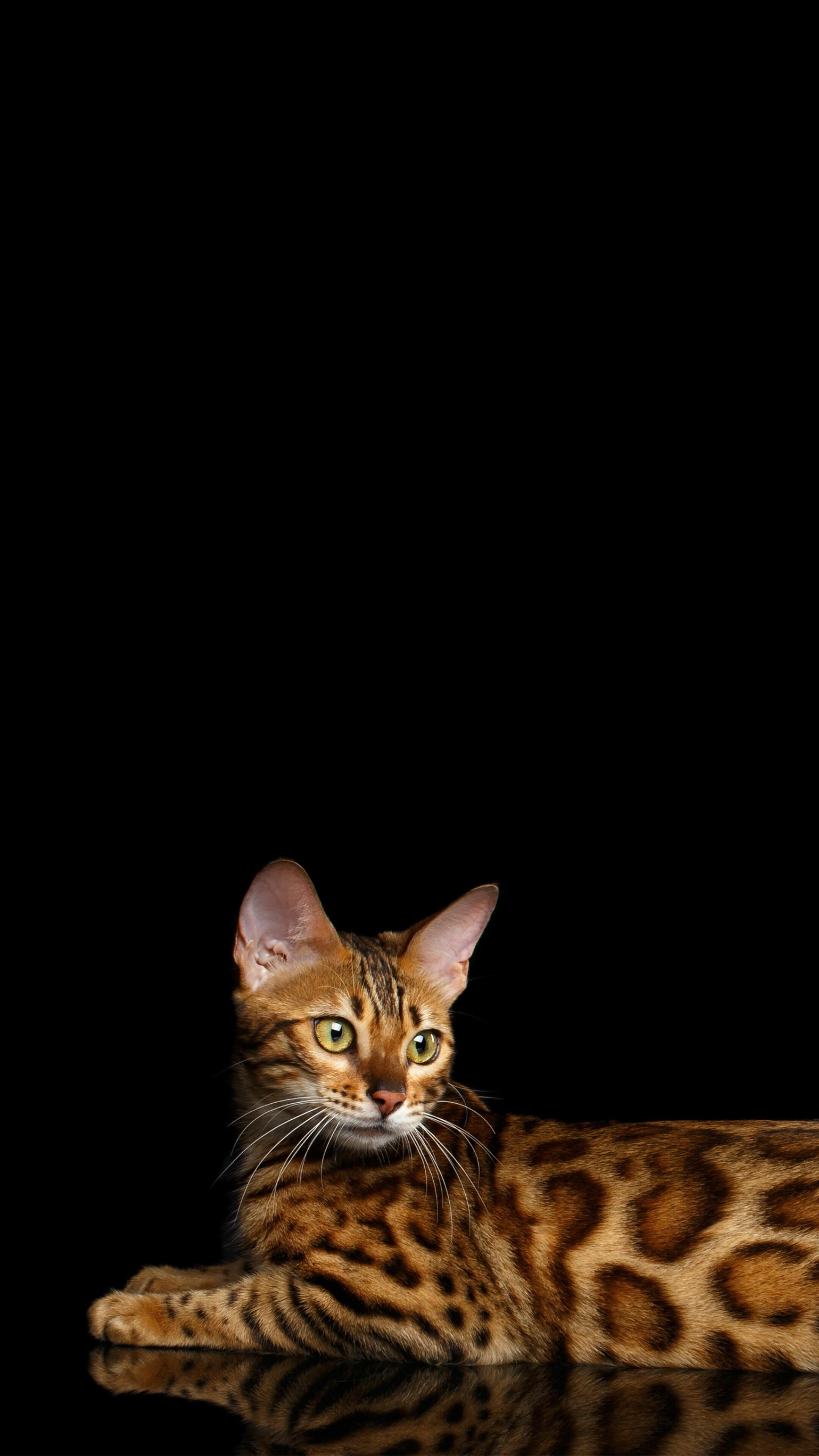 Bengal Cat: Animal, Asian leopard feline, Carnivore. 2160x3840 4K Wallpaper.