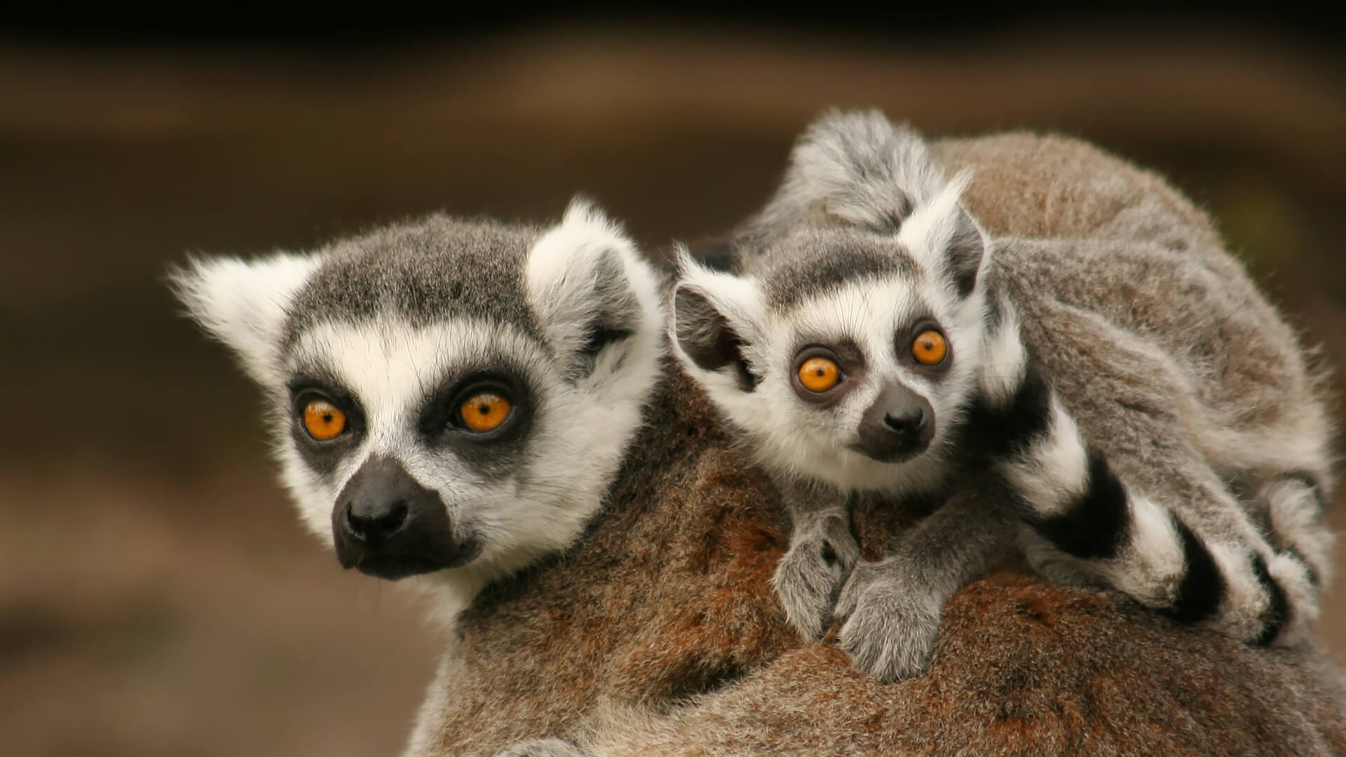 Wild lemur, Jungle dweller, Exotic wildlife, Untamed beauty, 1920x1080 Full HD Desktop