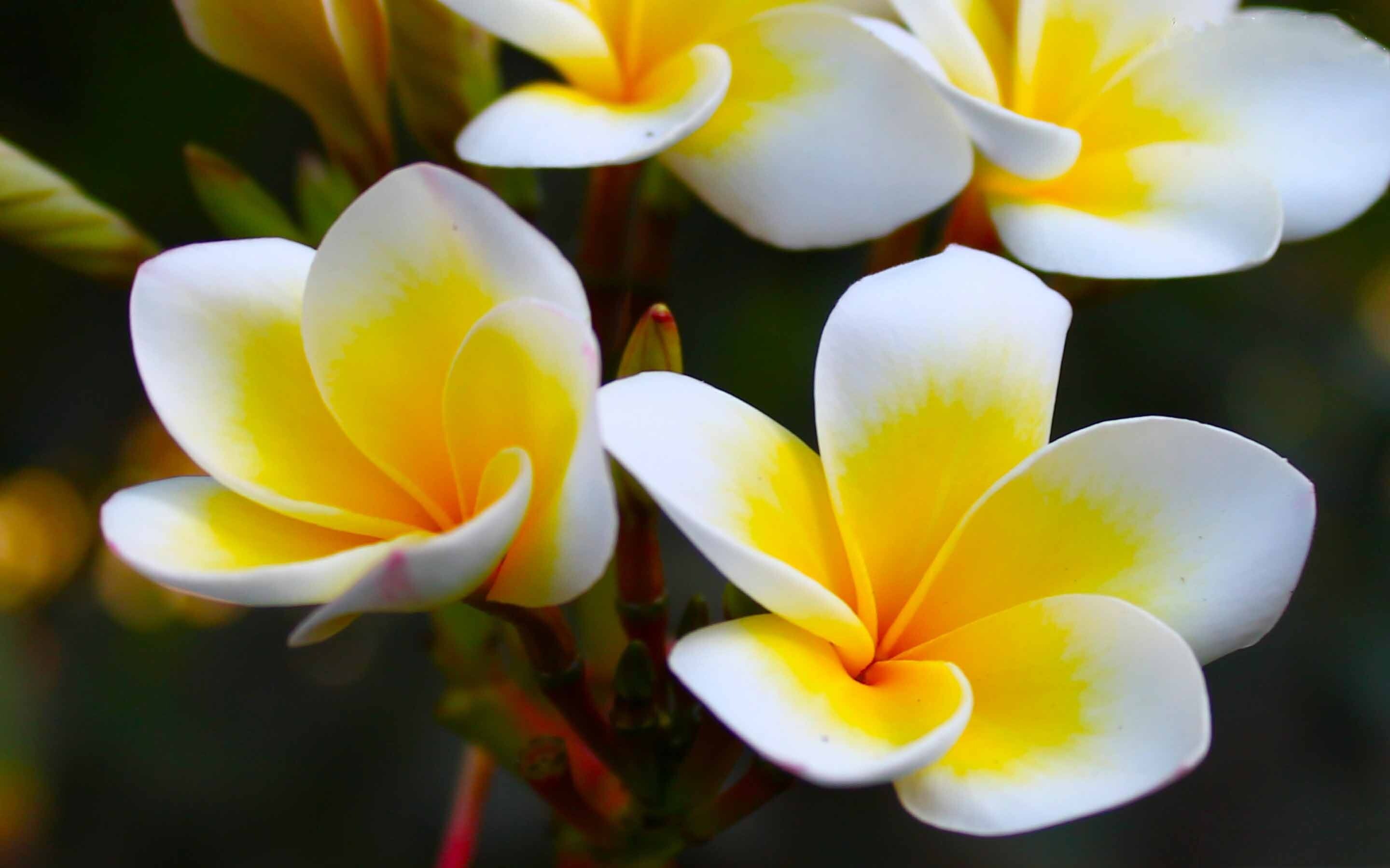 Frangipani Flower: Plumeria trees from cross-pollinated seeds may show characteristics of the mother tree or their flowers might just have a distinct appearance. 2880x1800 HD Background.