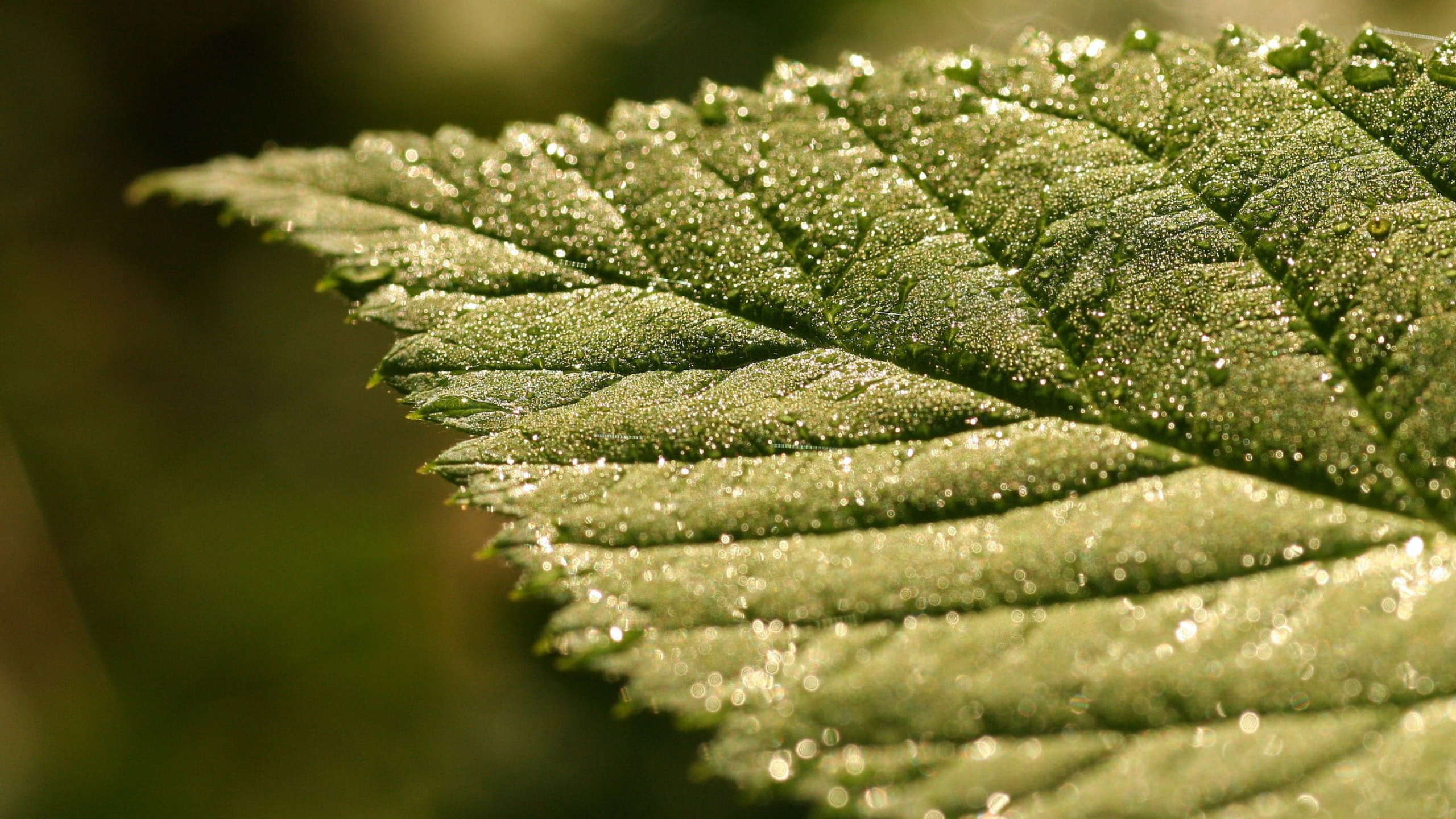 Green Leaf: A close-up view of dew water on the complex-structured vegetation organ, The leaf margin. 2560x1440 HD Wallpaper.