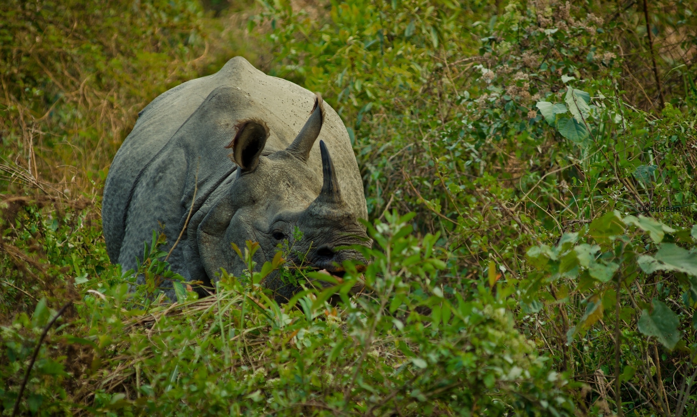 Chitwan National Park, Grass wildlife, Rhino safari, Fauna mammal, 2400x1440 HD Desktop