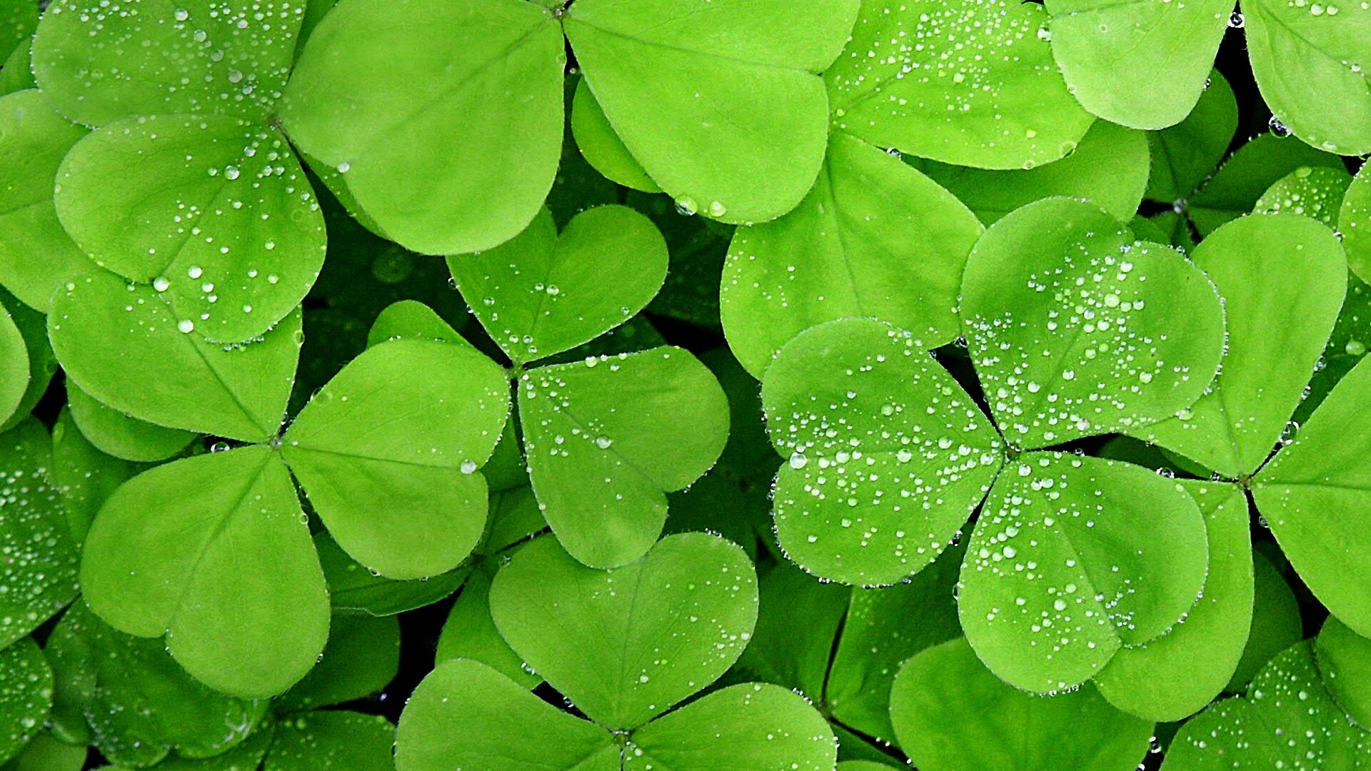Leaf: Clover, Attached by a continuous vascular system to the rest of the plant. 1920x1080 Full HD Wallpaper.