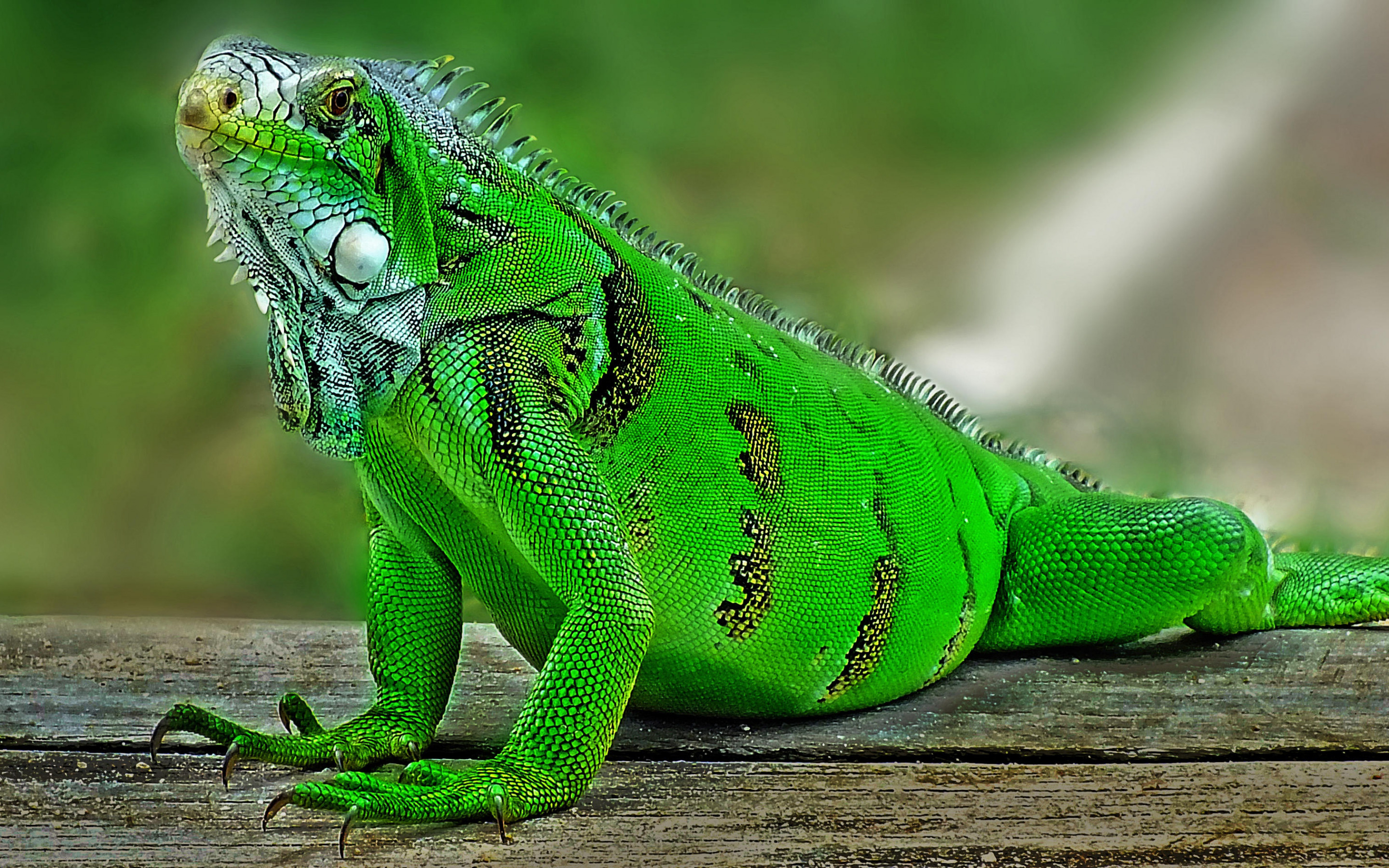 Iguana green lizard, Wildlife lizards, 2880x1800 HD Desktop