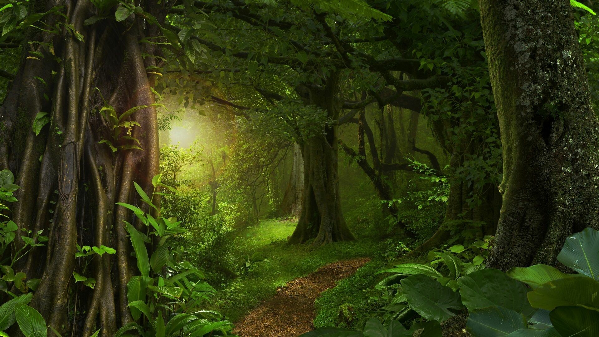 Rainforest: Jungle, Generally composed of tall, broad-leaved trees. 1920x1080 Full HD Background.