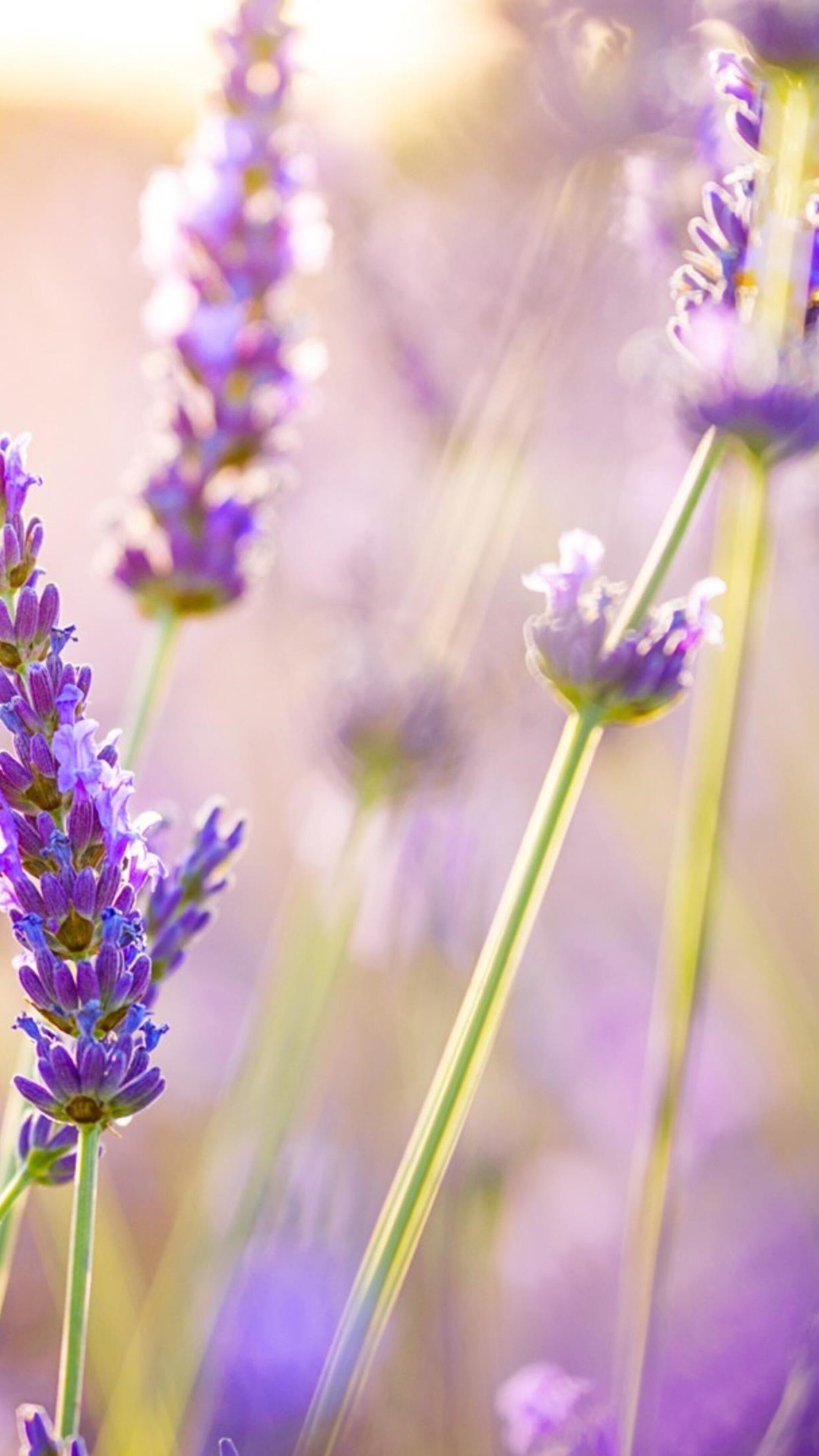 Lavender flowers, Xperia wallpapers, HD 4k, Pictures, 2160x3840 4K Phone