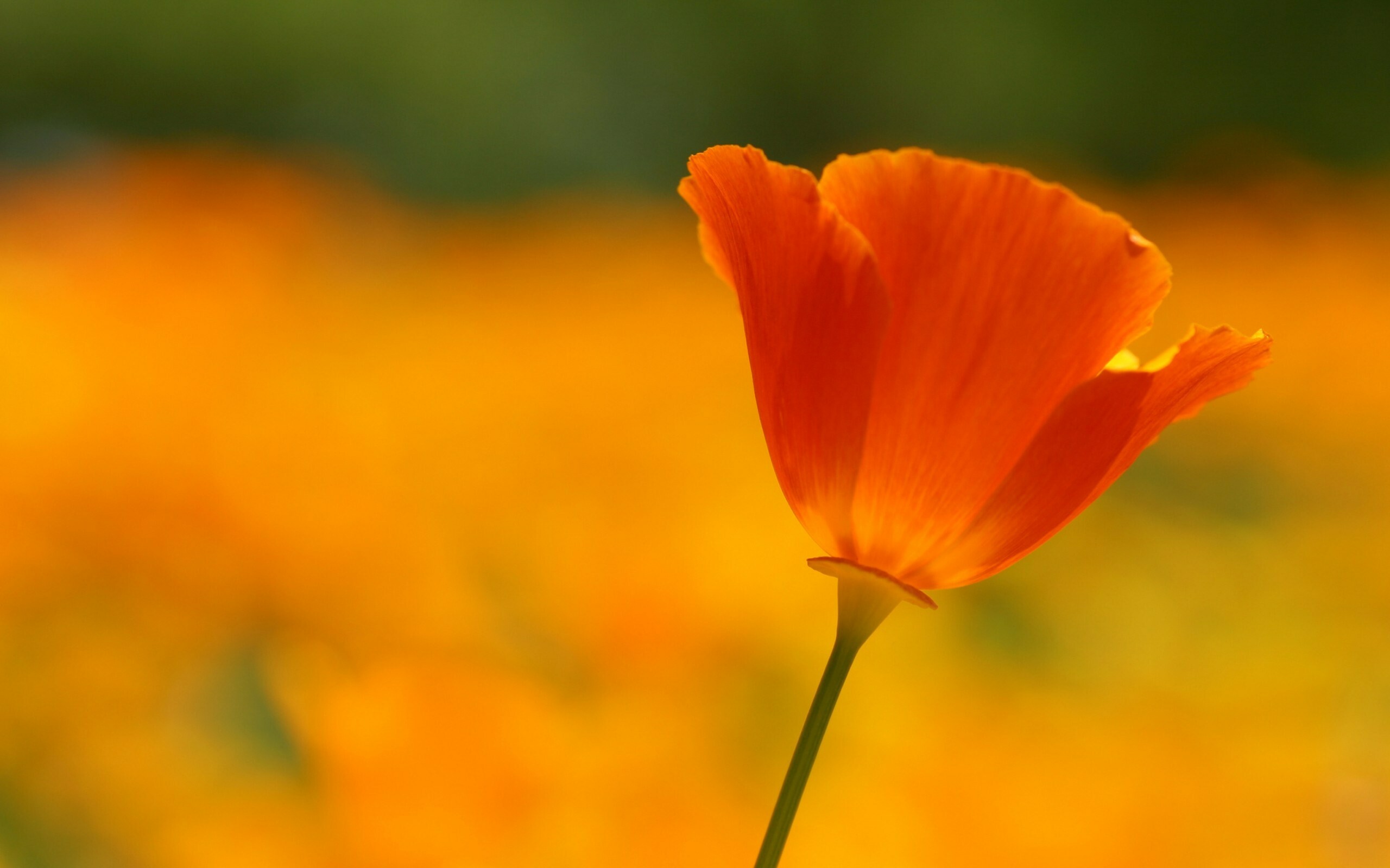 Poppy Flower: The two sepals usually drop off as the petals unfold, Flowering plant. 2560x1600 HD Background.