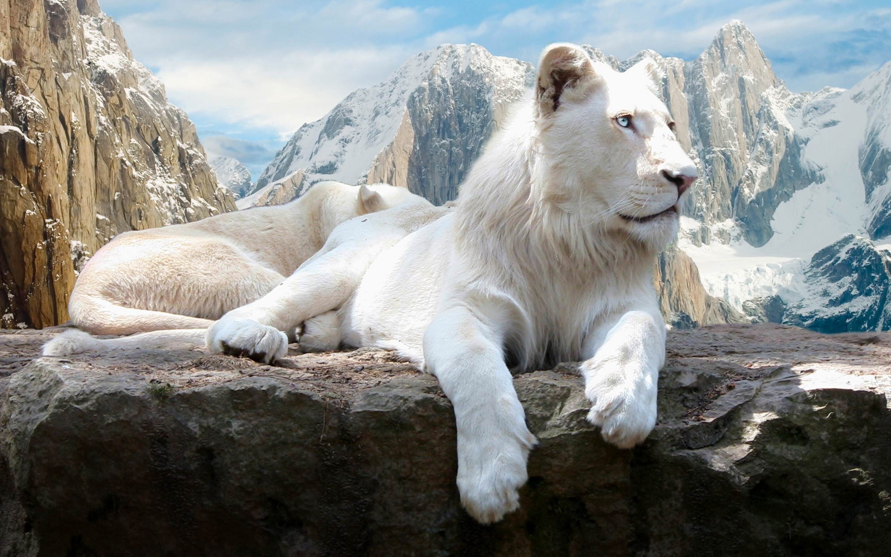 Lion: White lions are selected for breeding in captivity. 2880x1800 HD Background.