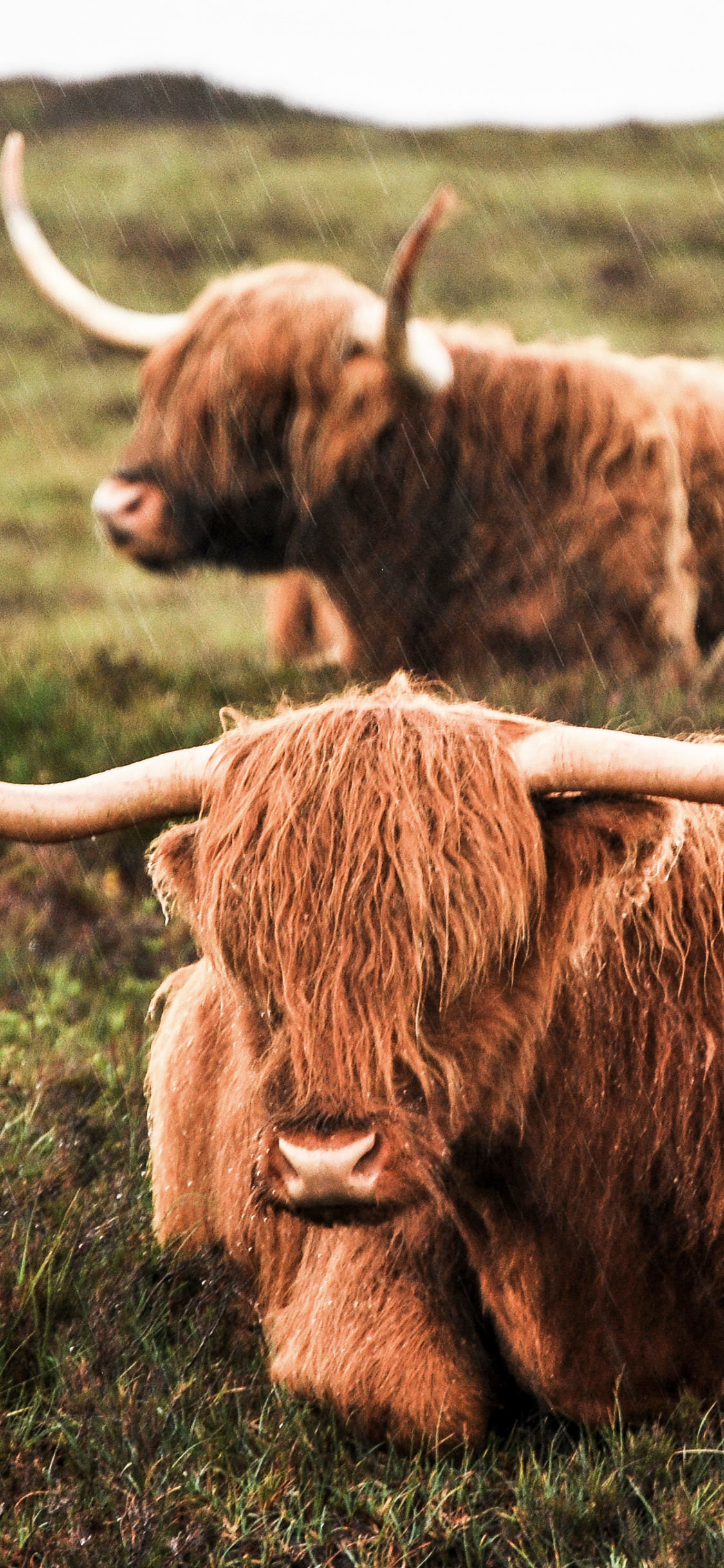 Cow wallpapers, Bovine beauty, Farm animals, Countryside scenes, 1130x2440 HD Handy