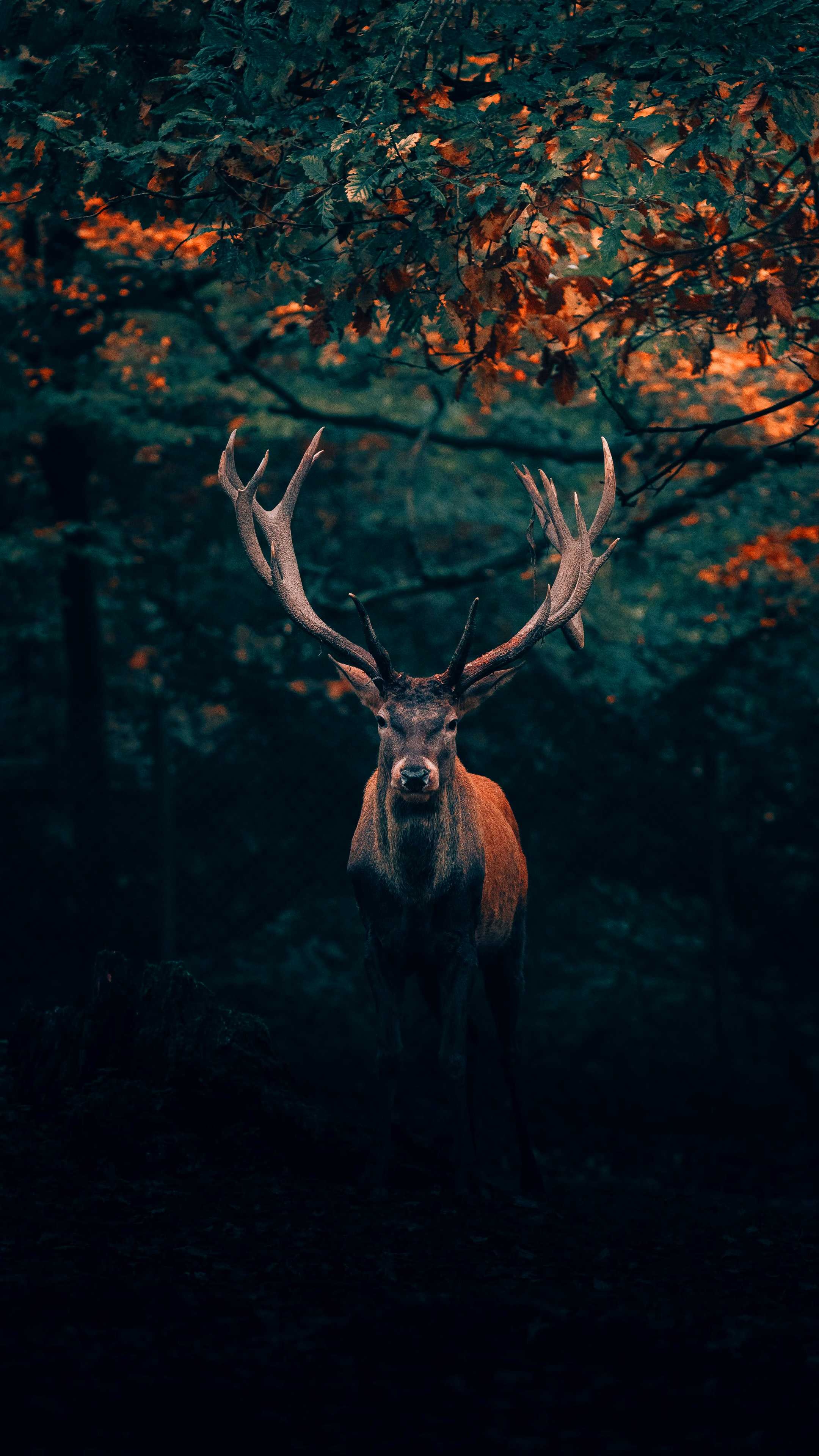Majestic deer, Artistic wallpapers, Natural elegance, Photography masterpieces, 2160x3840 4K Handy