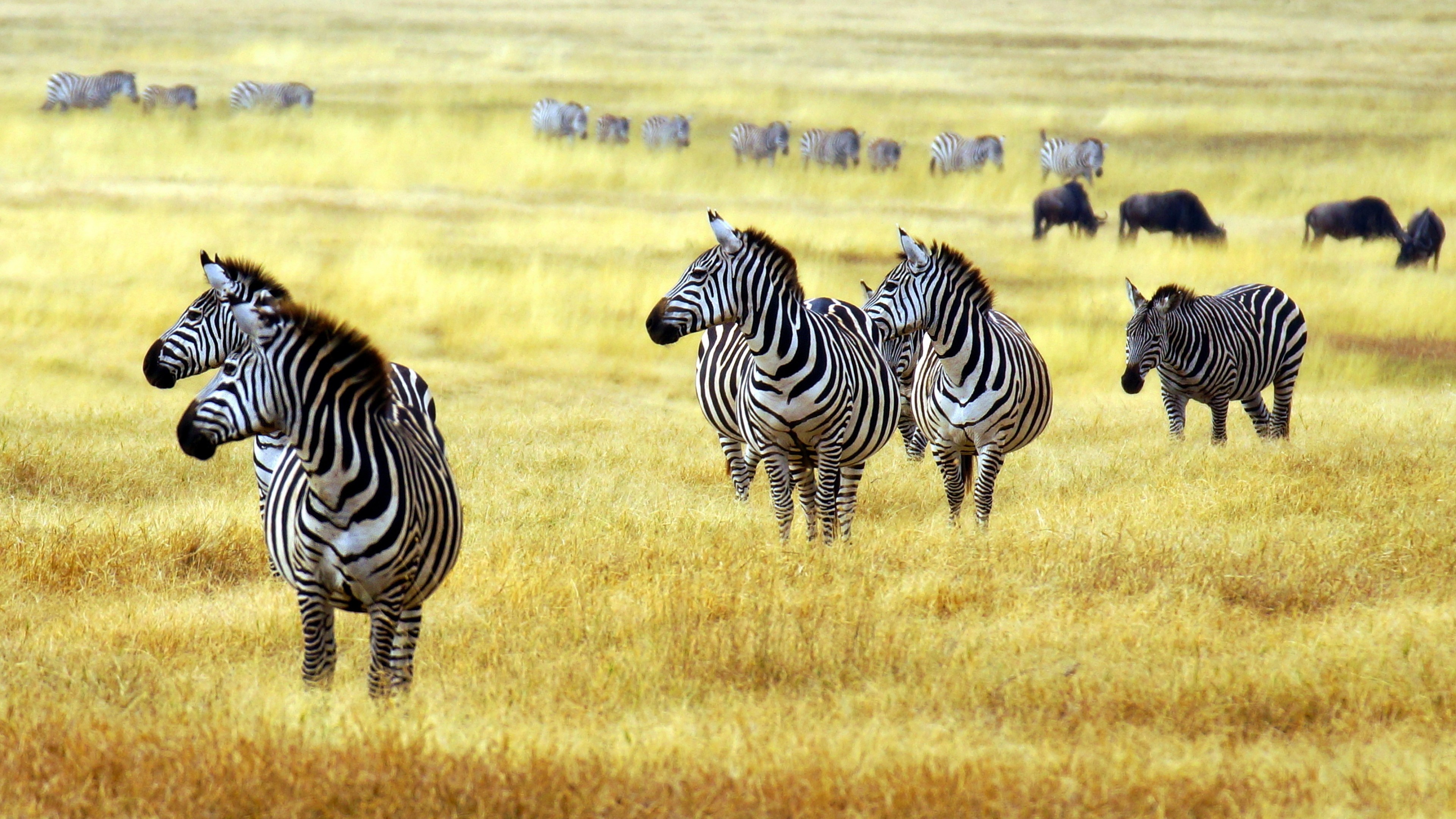 Zebra in savanna wallpaper, Cute animal imagery, Stunning wildlife visuals, Serene natural landscapes, 3840x2160 4K Desktop