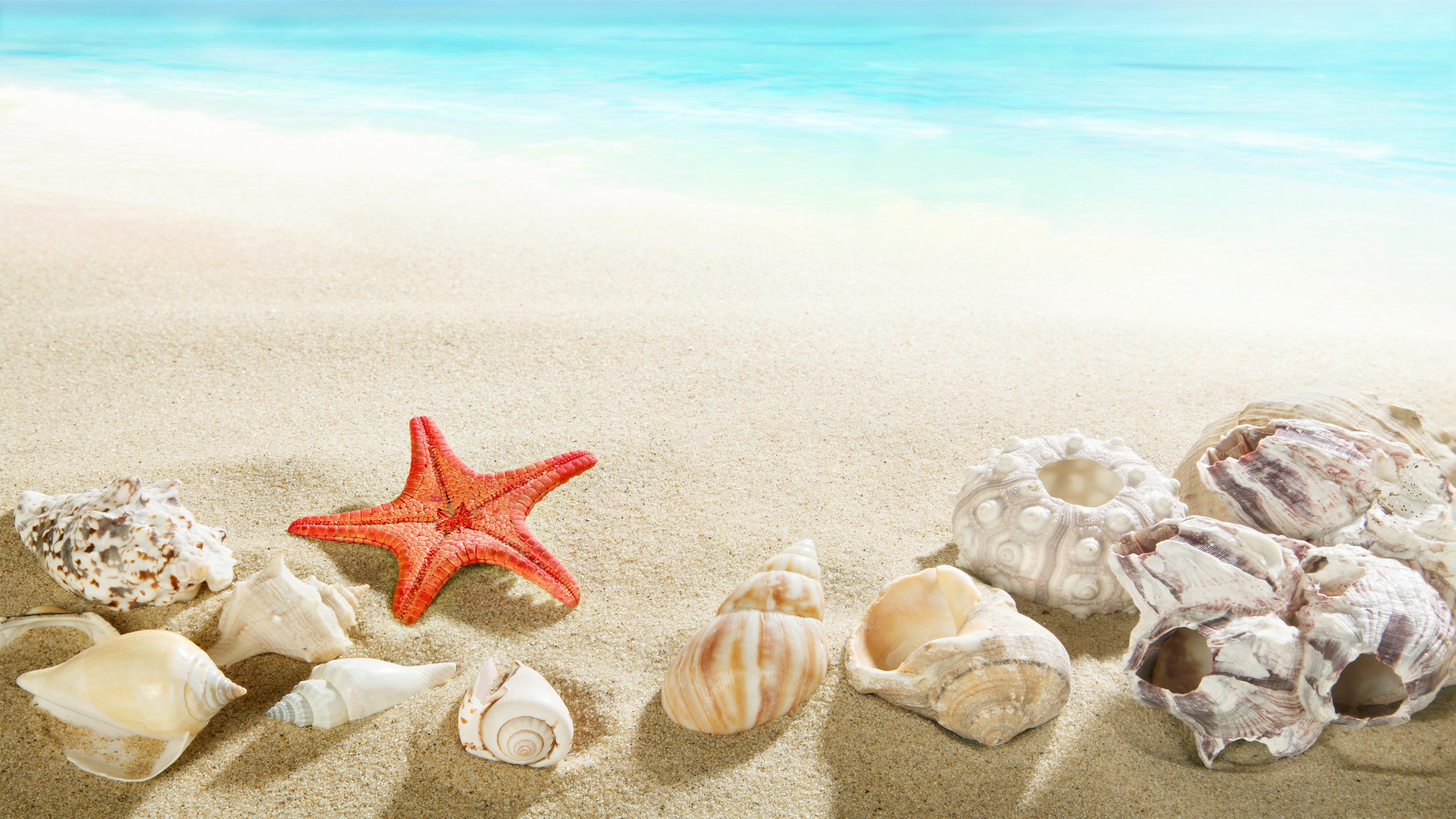 Sea Shell: Starfish, Outer layer created by an animal that lives in the sea. 3840x2160 4K Wallpaper.