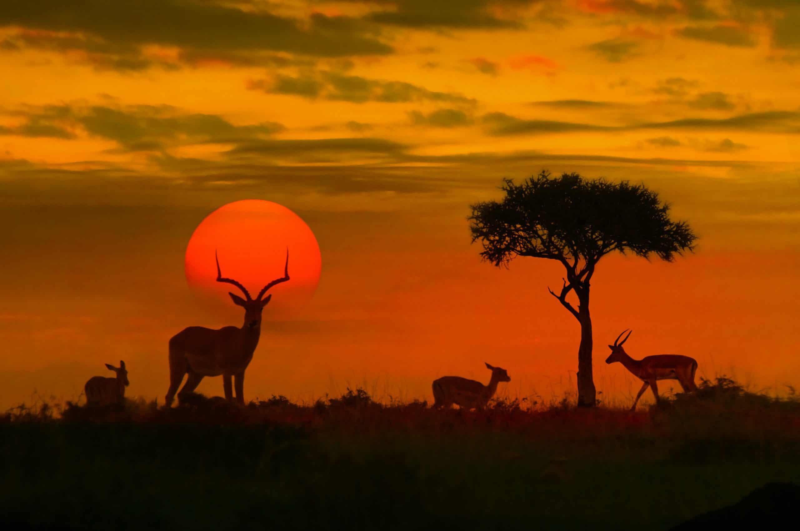Kruger National Park, African wildlife, Nature's wonders, Breathtaking landscapes, 2560x1710 HD Desktop