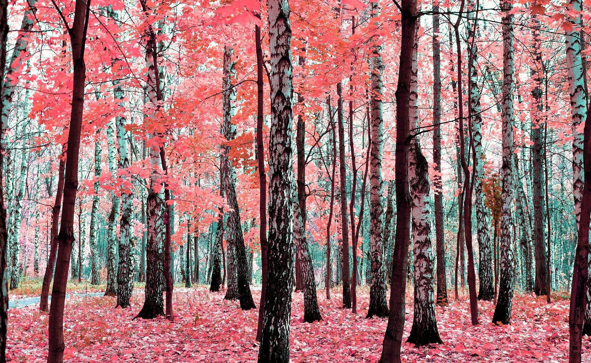 Birch trees autumn wallpapers, Birch trees, Autumn wallpapers, 1920x1180 HD Desktop