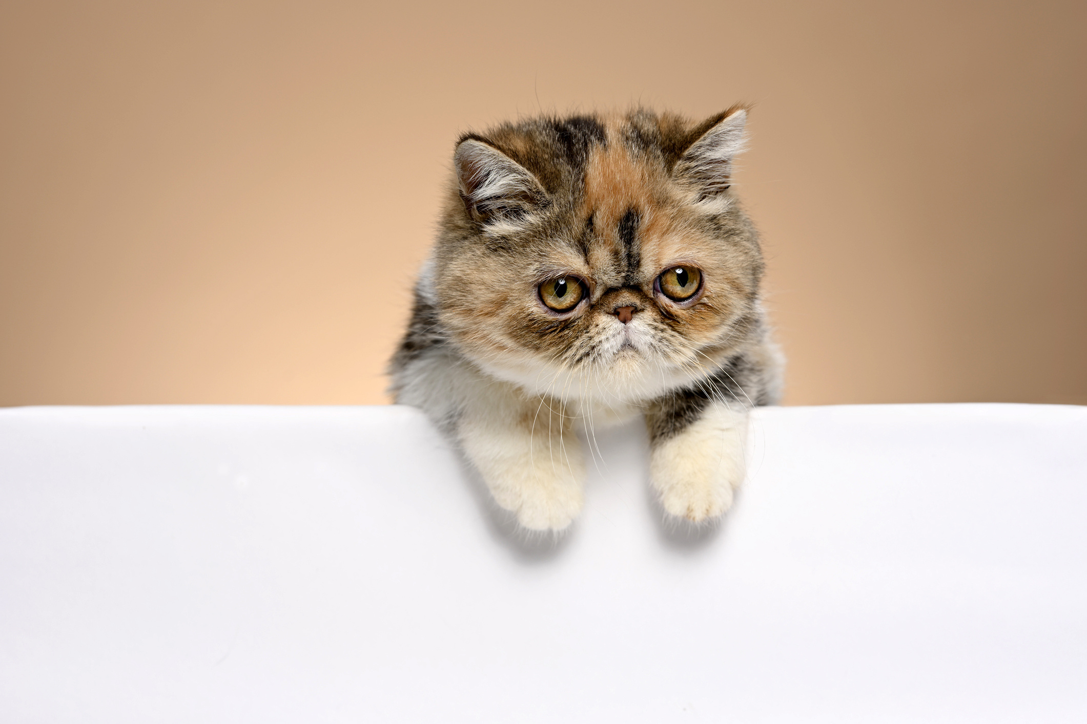 Exotic Shorthair Cat: Nicknamed “the lazy man’s Persian” because he shares the Persian’s sweet face, but his short, plush coat is easier to care for. 2130x1420 HD Wallpaper.