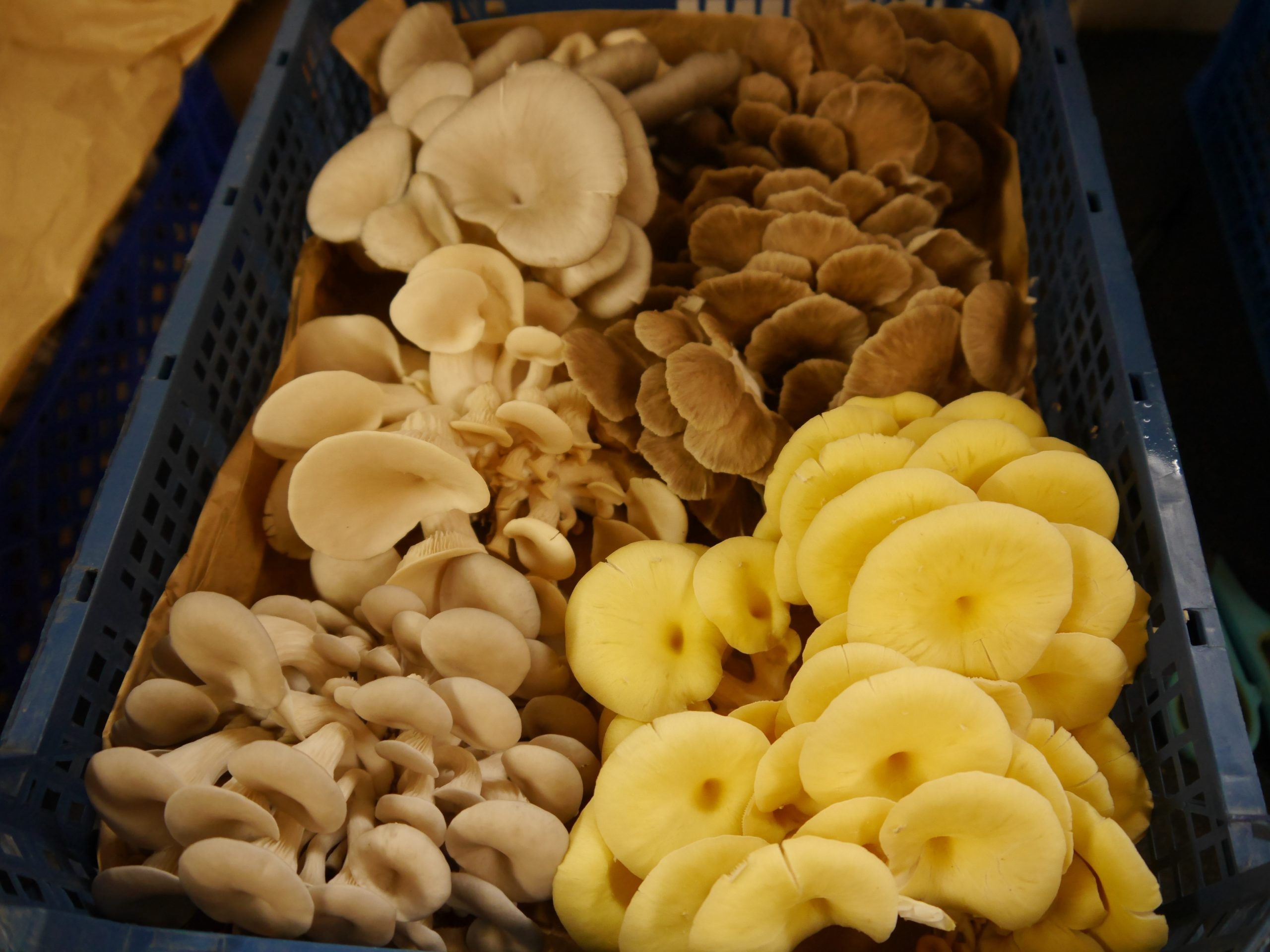 Oyster mushroom guide, Versatile ingredient, Cultivation tips, Nature's bounty, 2560x1920 HD Desktop