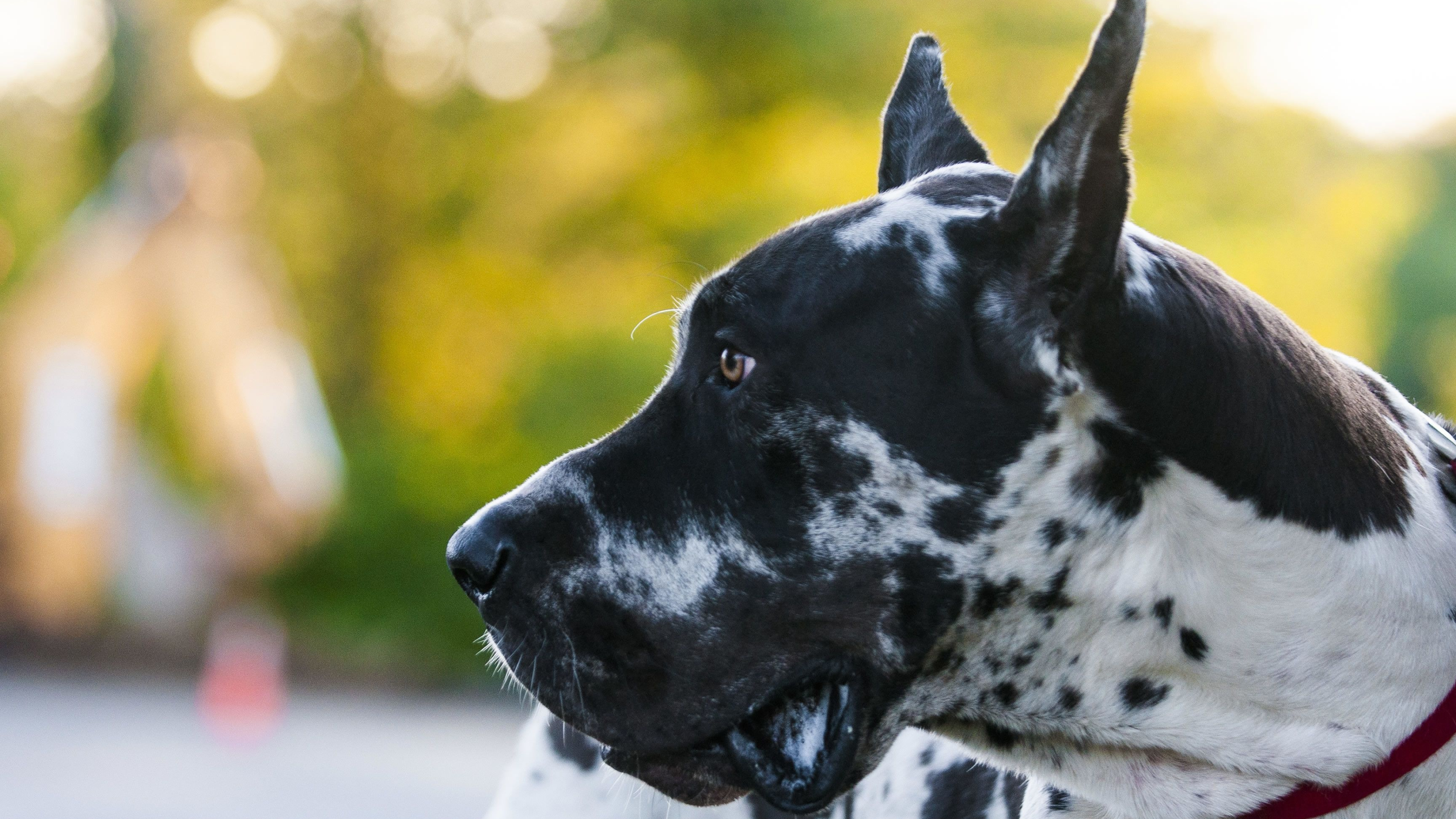 Great Dane: One of the largest breeds in the world, German Dogge, Mastiff-sighthound type. 3840x2160 4K Background.