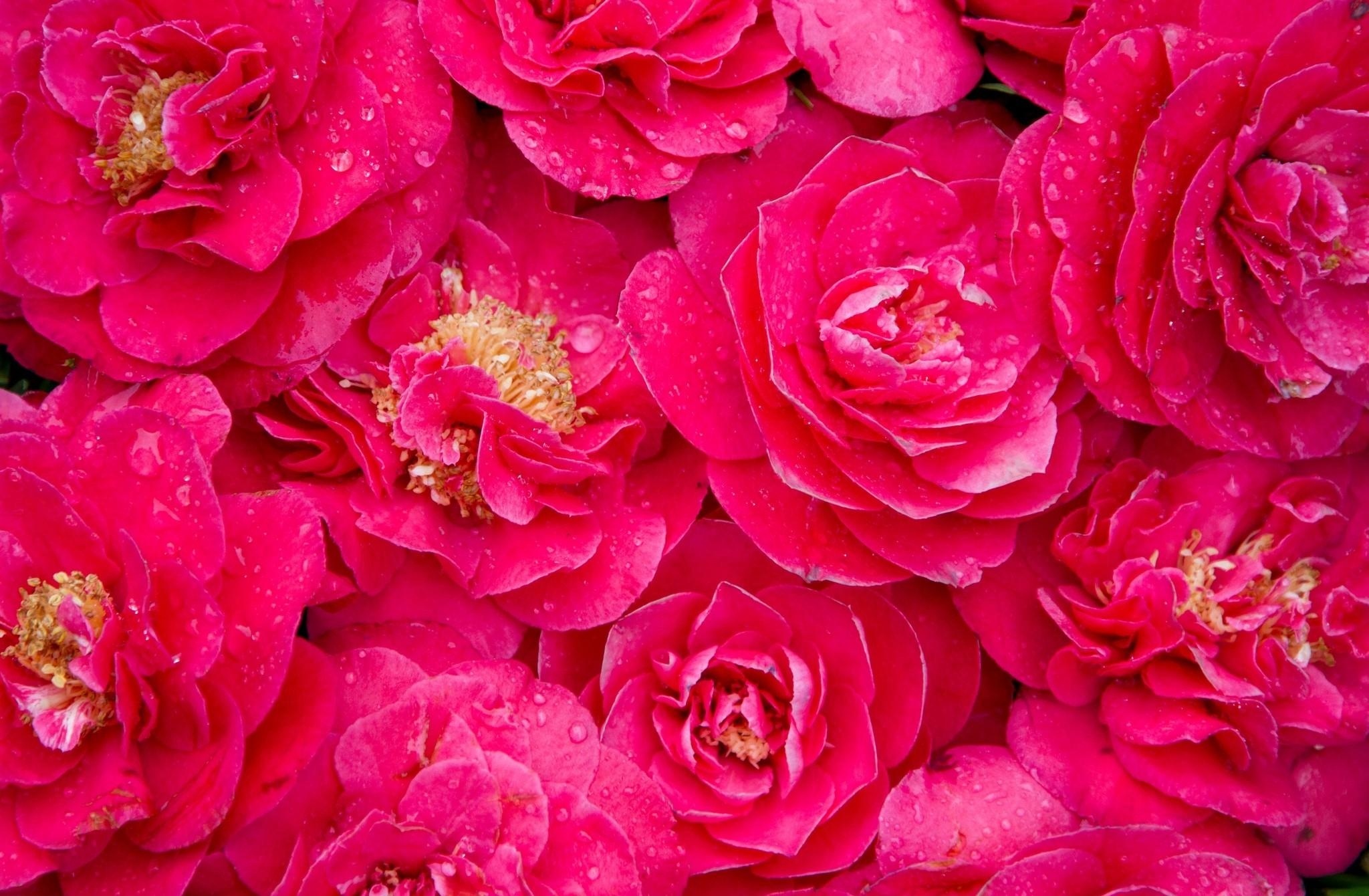 Pink drops, Freshness lot, Camellia desktop wallpaper, HD flowers, 2050x1340 HD Desktop