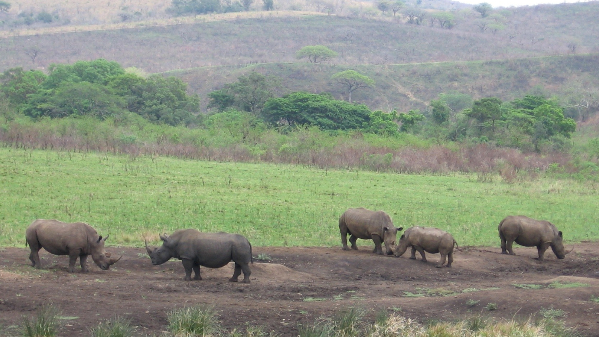 Kruger National Park, Rhinos in South Africa, Barbaras HD wallpapers, African wildlife, 2050x1160 HD Desktop