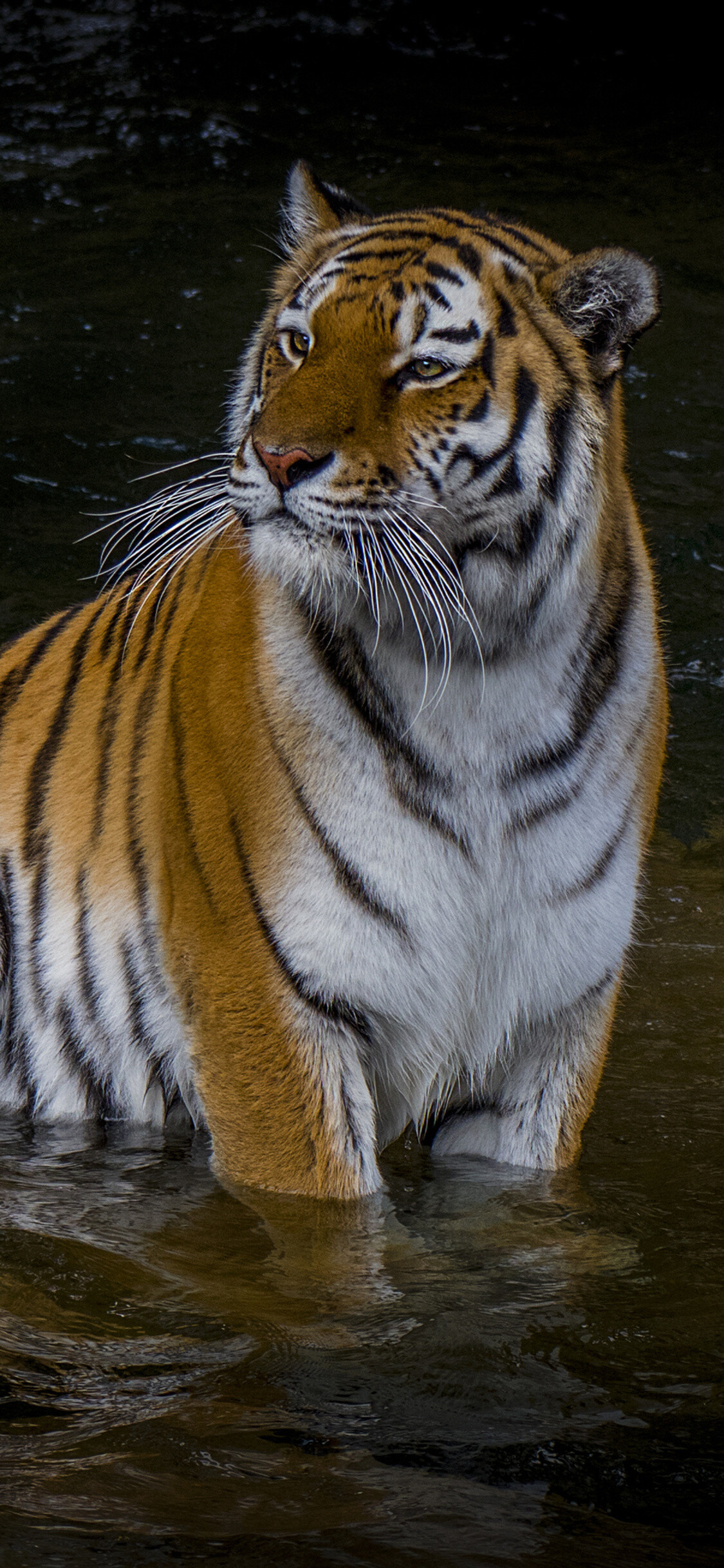 Tiger: Sumatran tigers are found only on the Indonesian island of Sumatra. 1130x2440 HD Wallpaper.