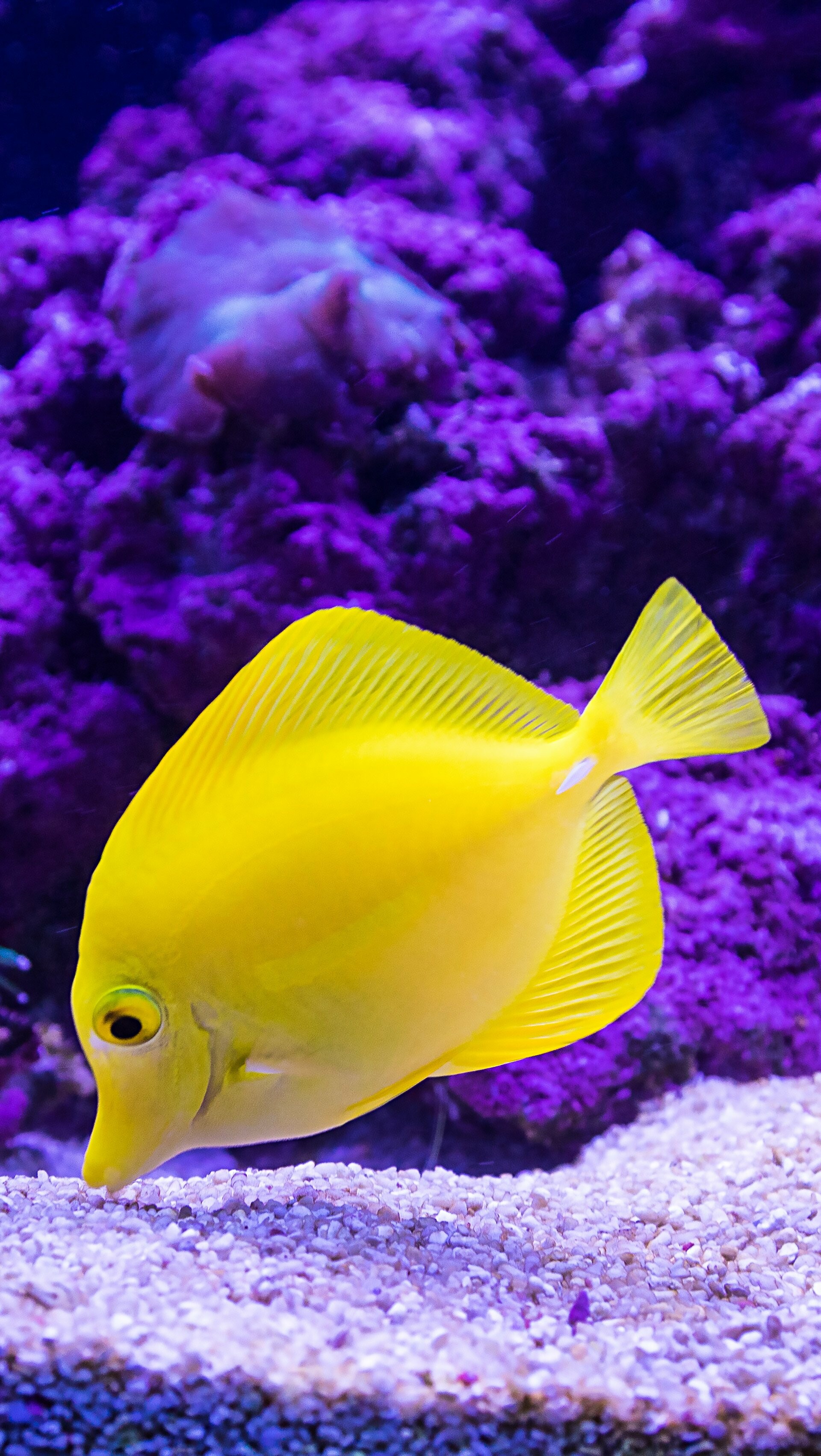 Yellow fish wallpaper, Vibrant and cheerful, Sunny underwater world, Colorful aquatic species, 1920x3410 HD Phone