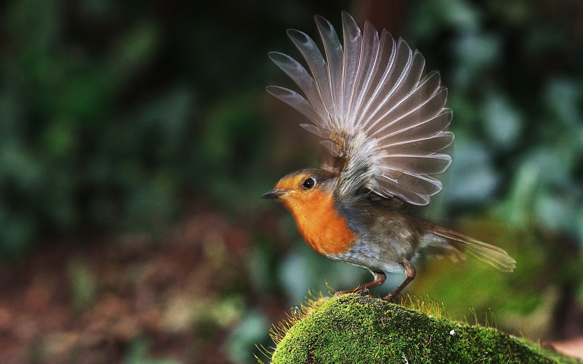 Robin bird, European species, Wings in motion, Takeoff, 1920x1200 HD Desktop